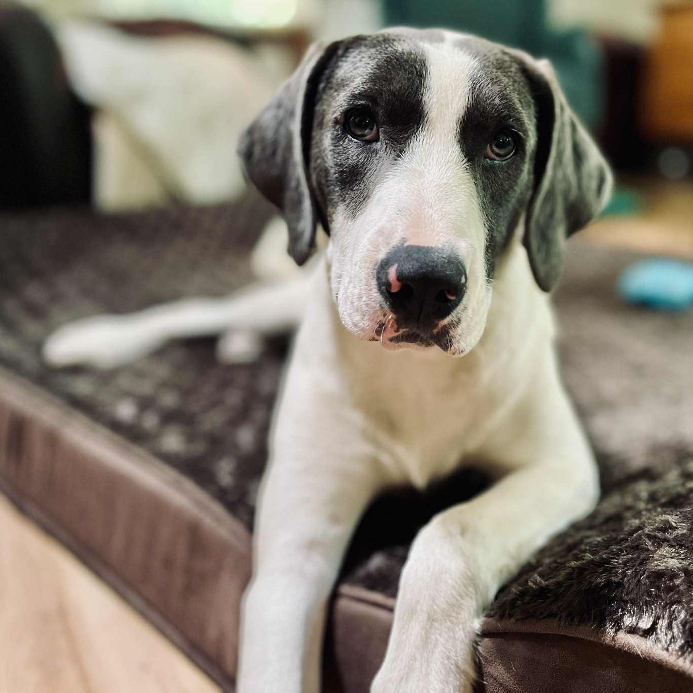 Jersey Little Cows Litter thumbnail 2