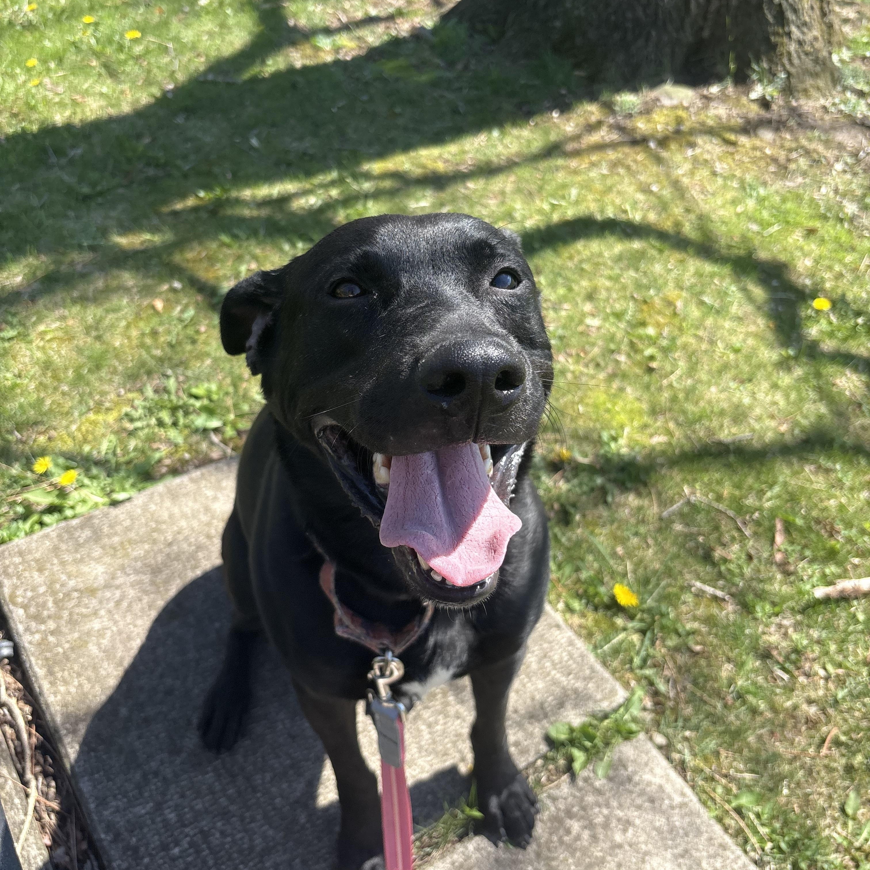Shadow, a Adoptable mixed breed in Indiana, PA image 1/4