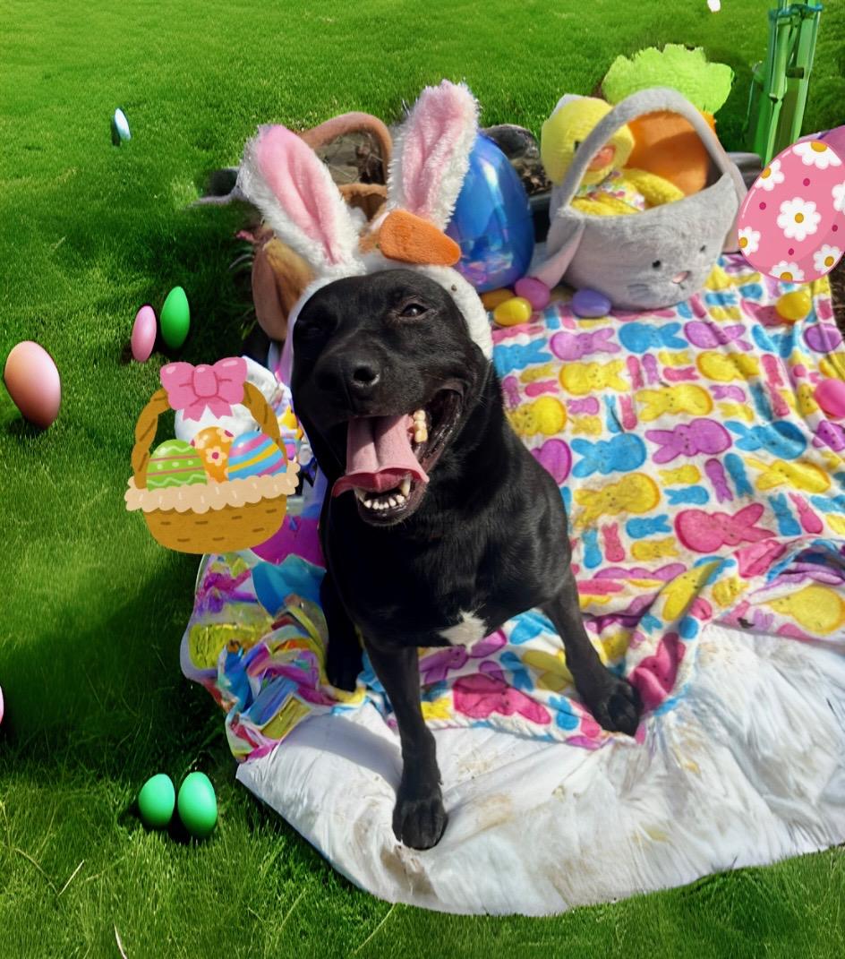 Enlarge Shadow, a Adoptable mixed breed in Indiana, PA image 6/6