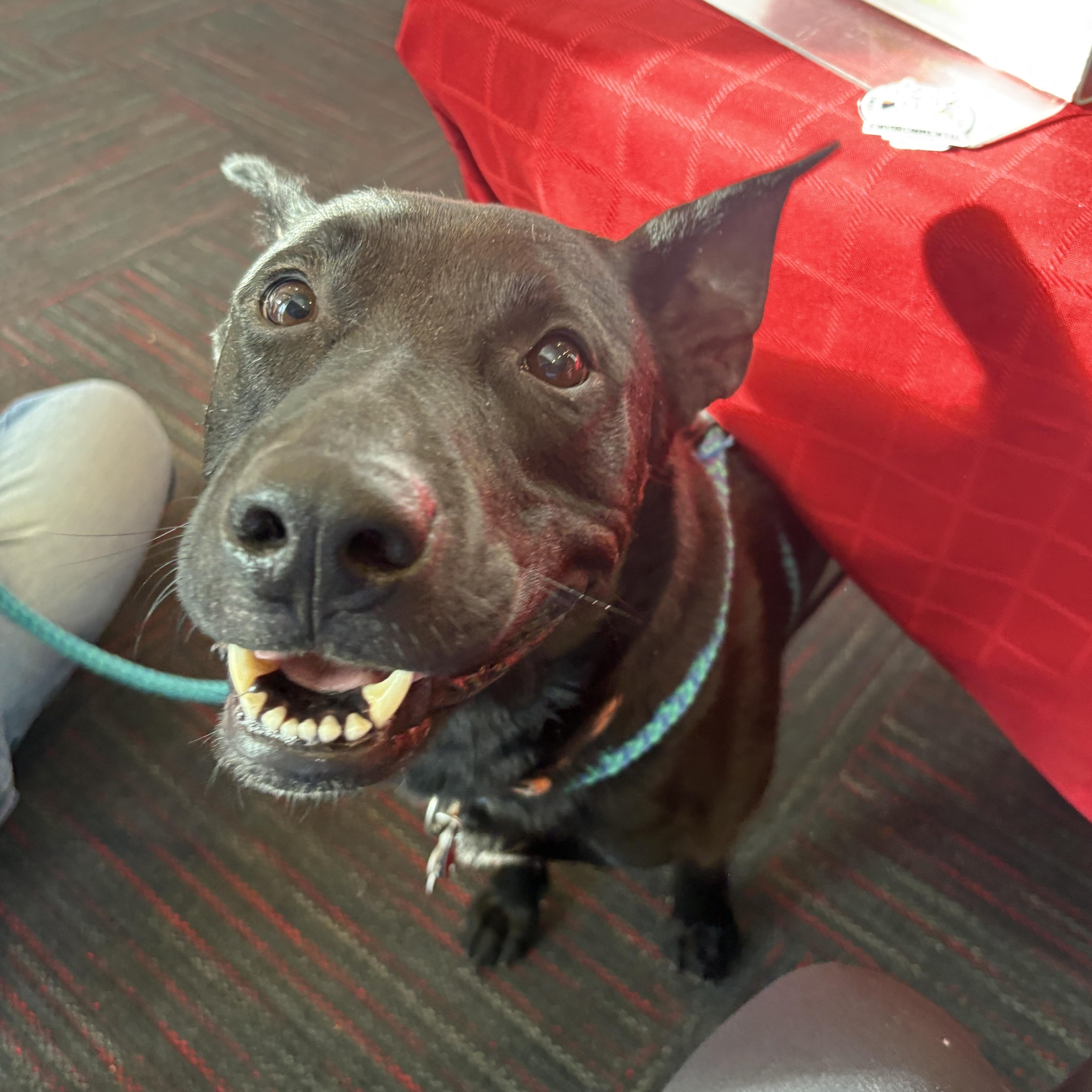 Enlarge Shadow, a Adoptable mixed breed in Indiana, PA image 2/6