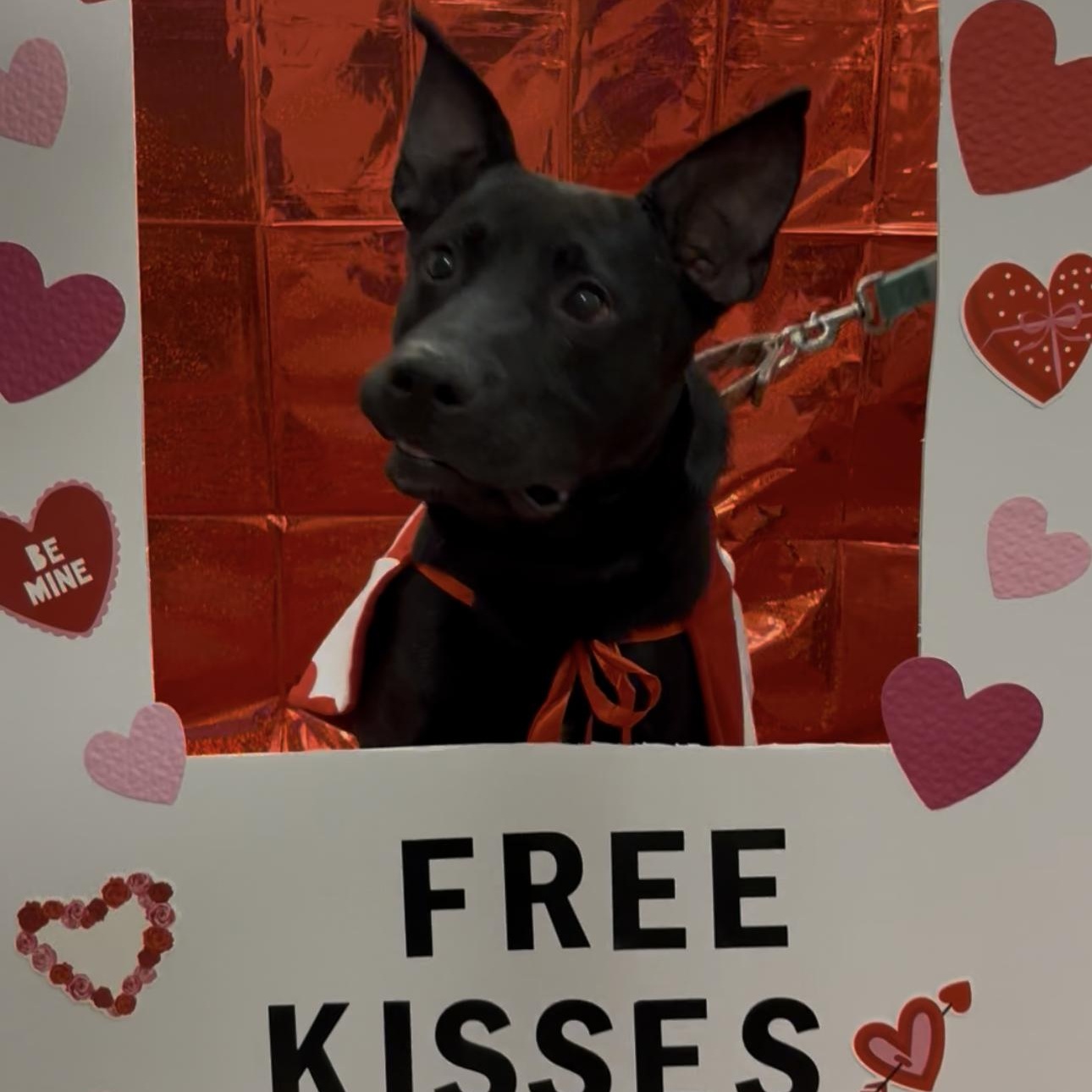 Enlarge Shadow, a Adoptable mixed breed in Indiana, PA image 3/6