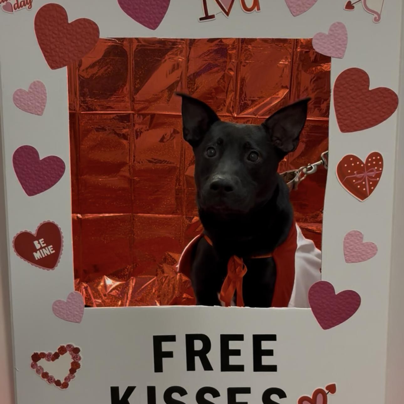 Enlarge Shadow, a Adoptable mixed breed in Indiana, PA image 1/6