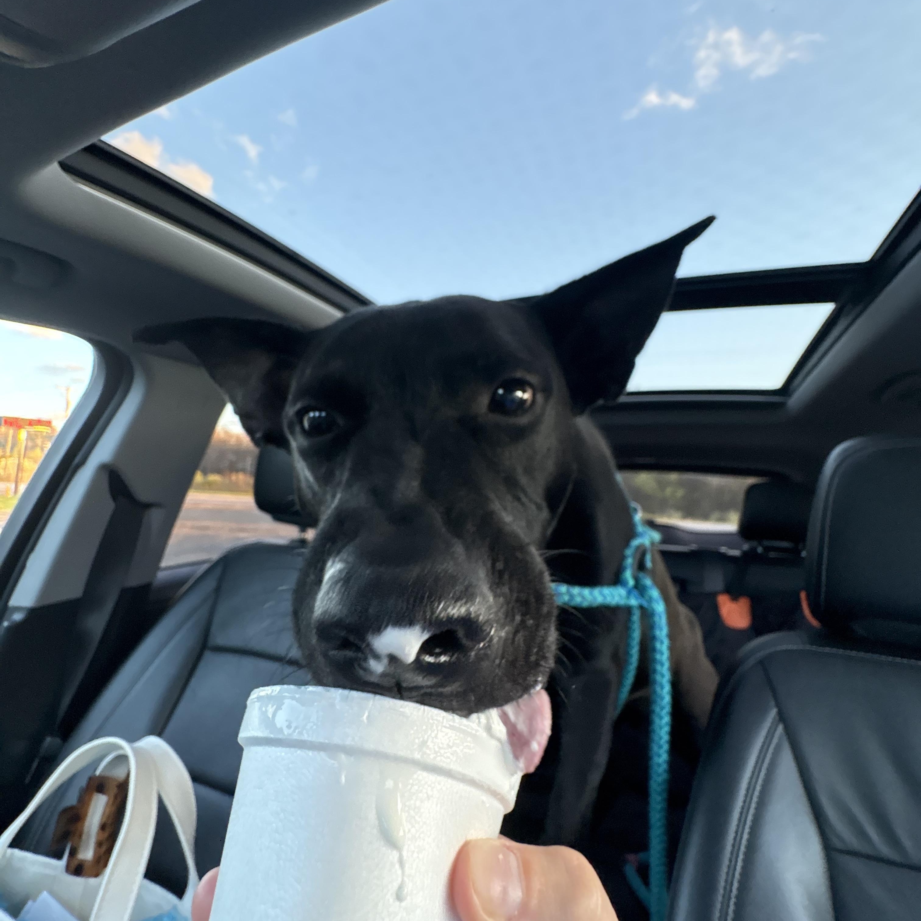 Enlarge Shadow, a Adoptable mixed breed in Indiana, PA image 4/6