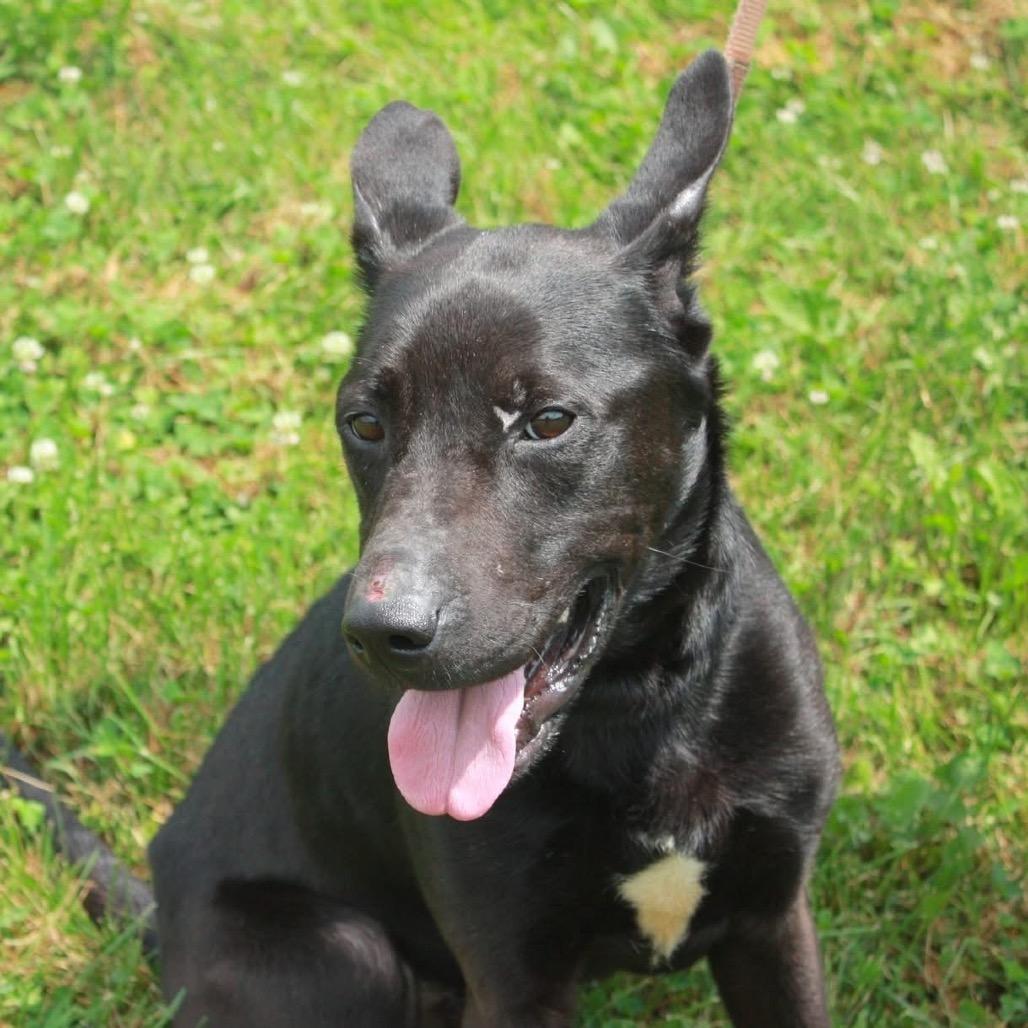 Shadow, Adoptable, Young Male Shepherd.
