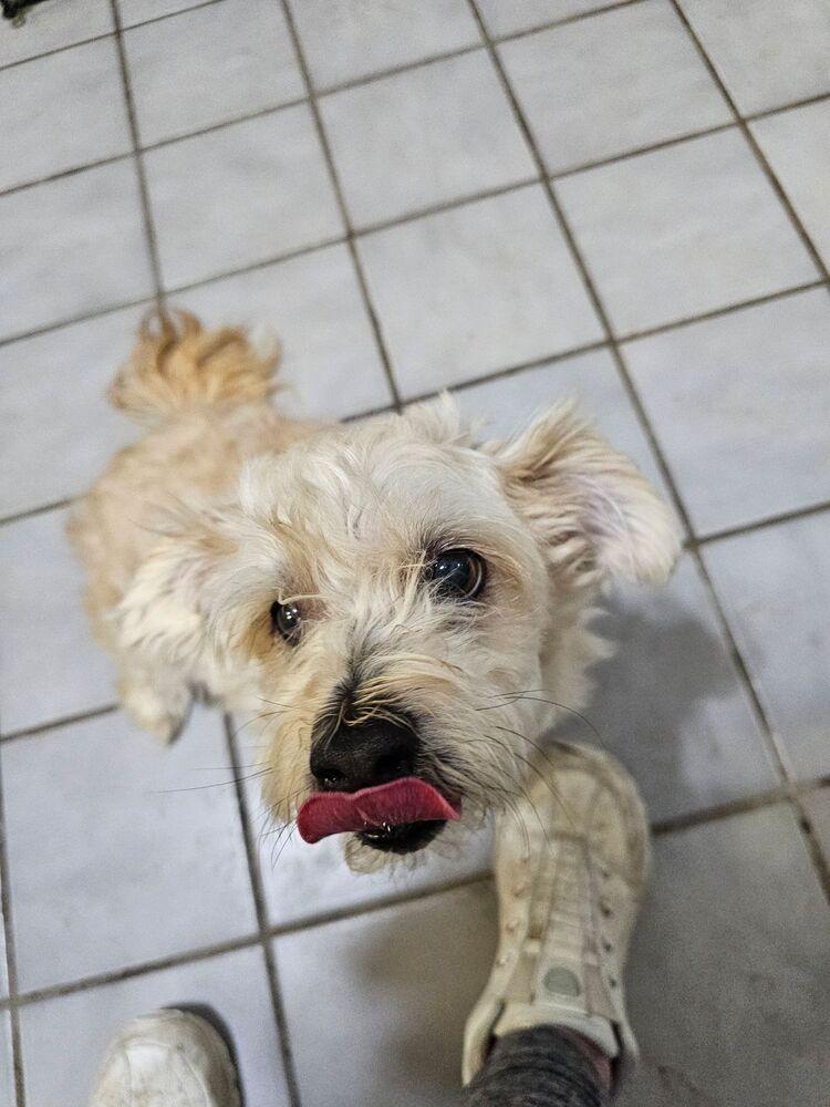 Enlarge Titan, a Adoptable mixed breed in Herriman, UT image 1/1