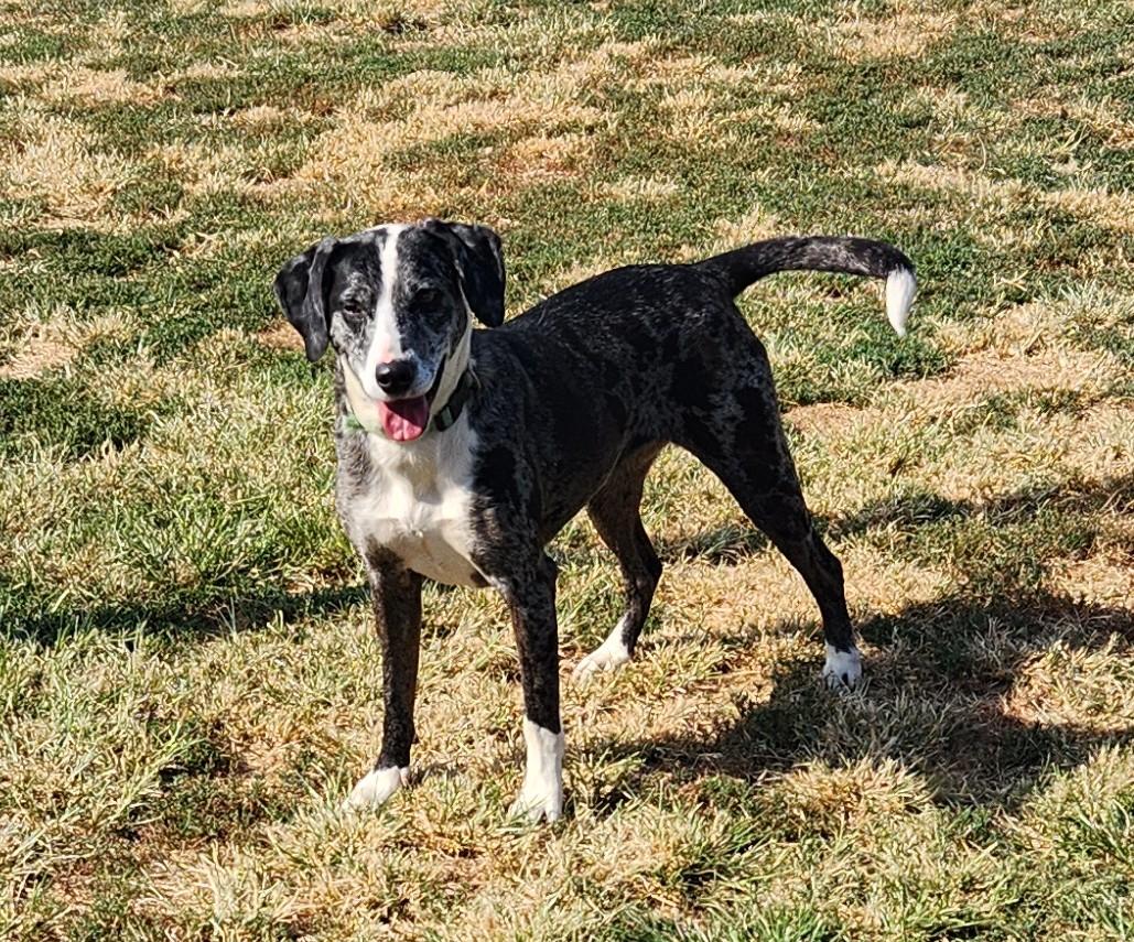 Blue Bell, an adopted mixed breed in Siloam Springs, AR image 3/4