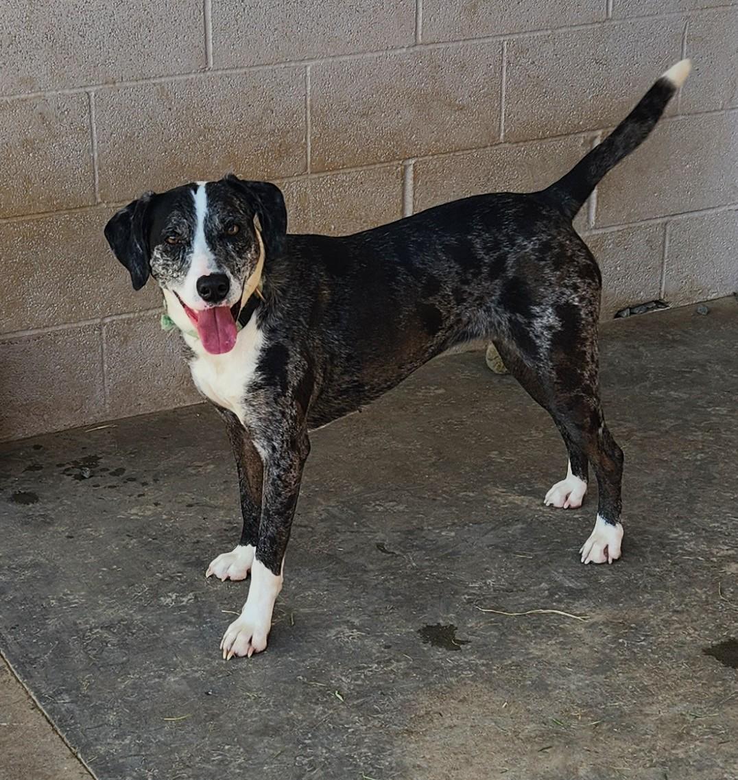 Blue Bell, an adopted mixed breed in Siloam Springs, AR image 2/4