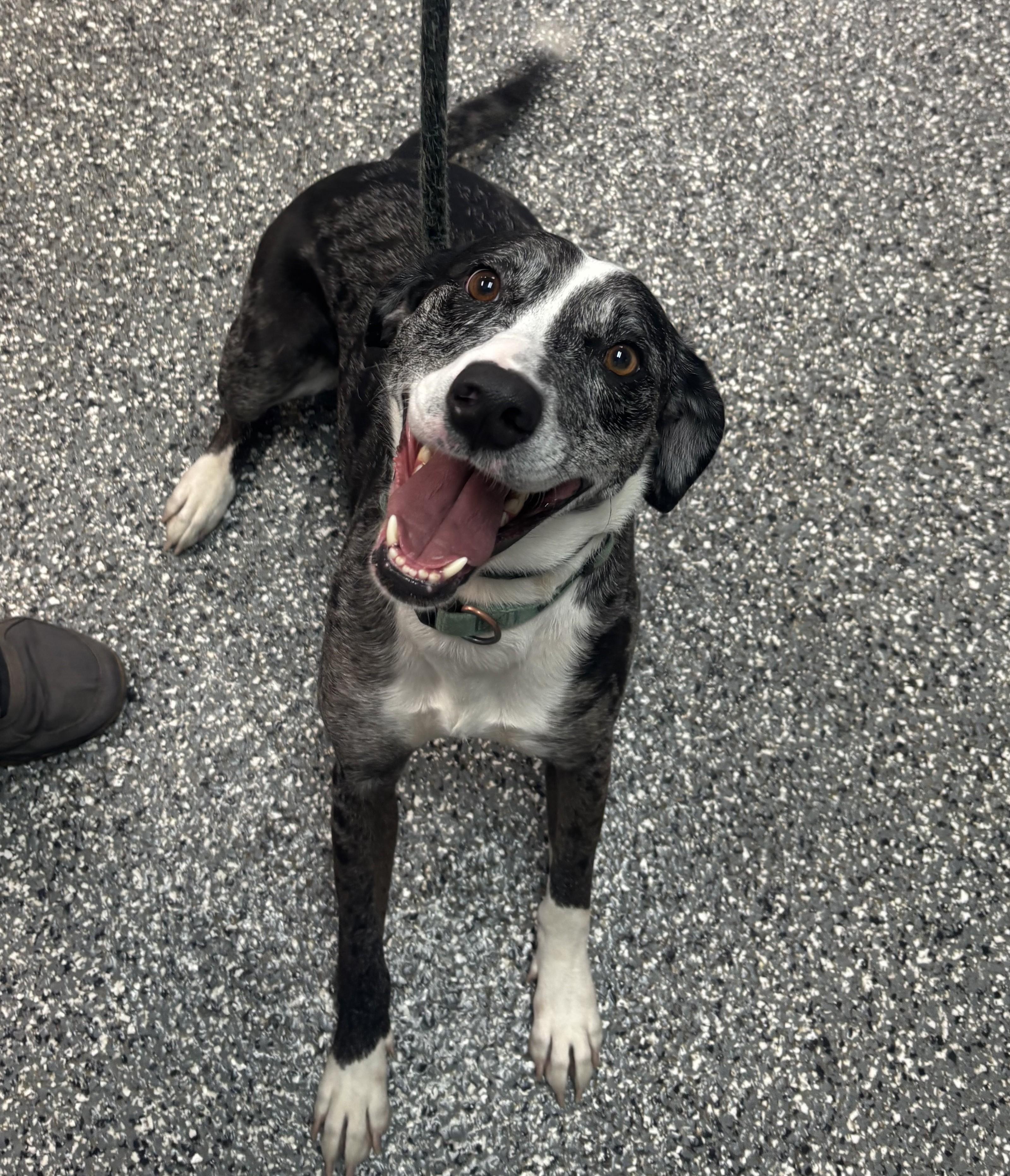 Blue Bell, an adopted mixed breed in Siloam Springs, AR image 4/4