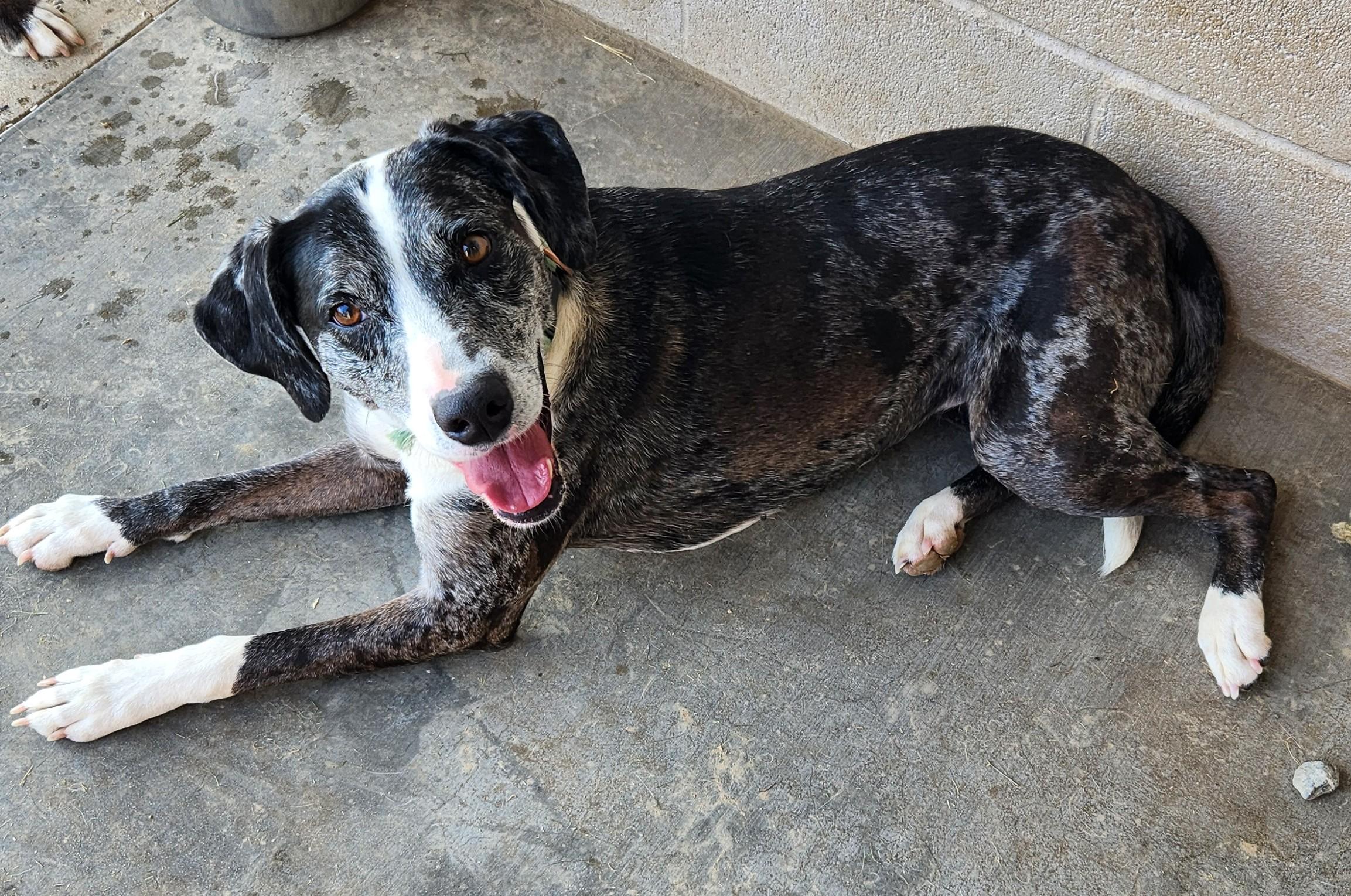 Blue Bell, adopted, Young Female Catahoula Leopard Dog.