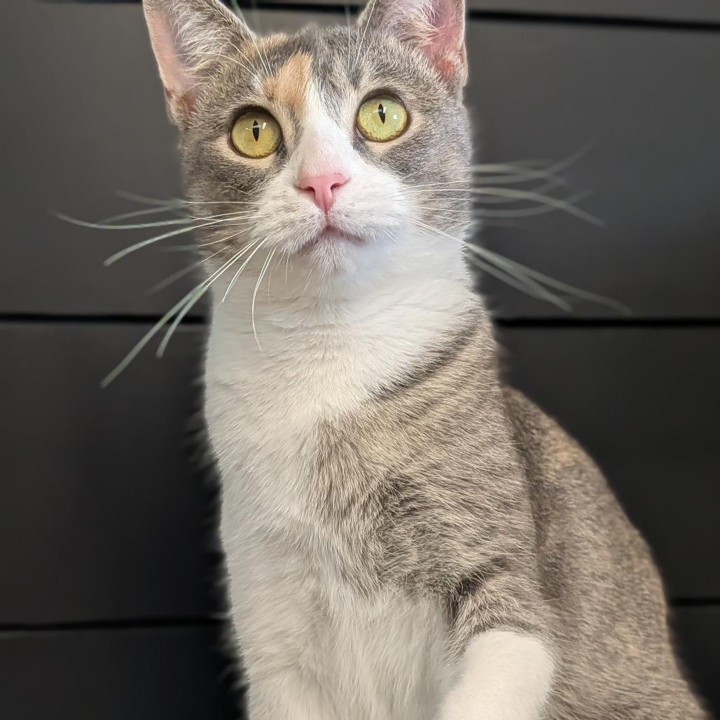 Chanterelle, Adoptable, Adult Female Domestic Short Hair.