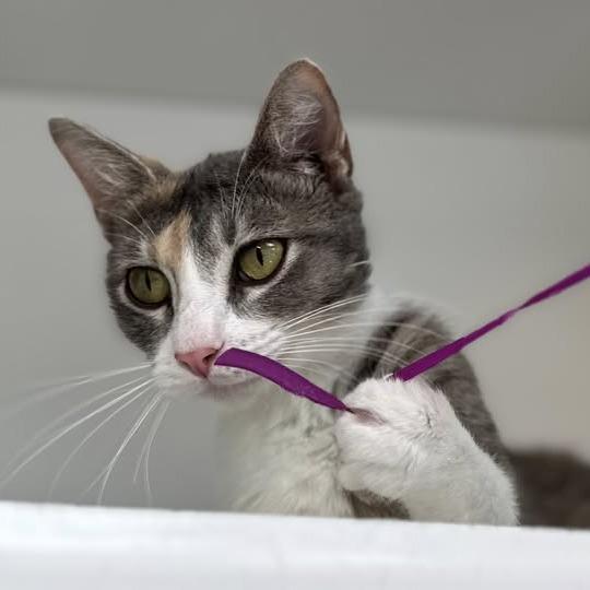 Enlarge Chanterelle, a Adoptable Domestic Short Hair in Jasper, IN image 2/5