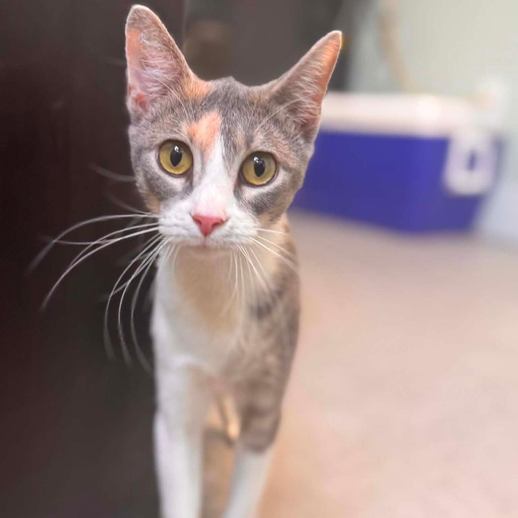 Enlarge Chanterelle, a Adoptable Domestic Short Hair in Jasper, IN image 3/5