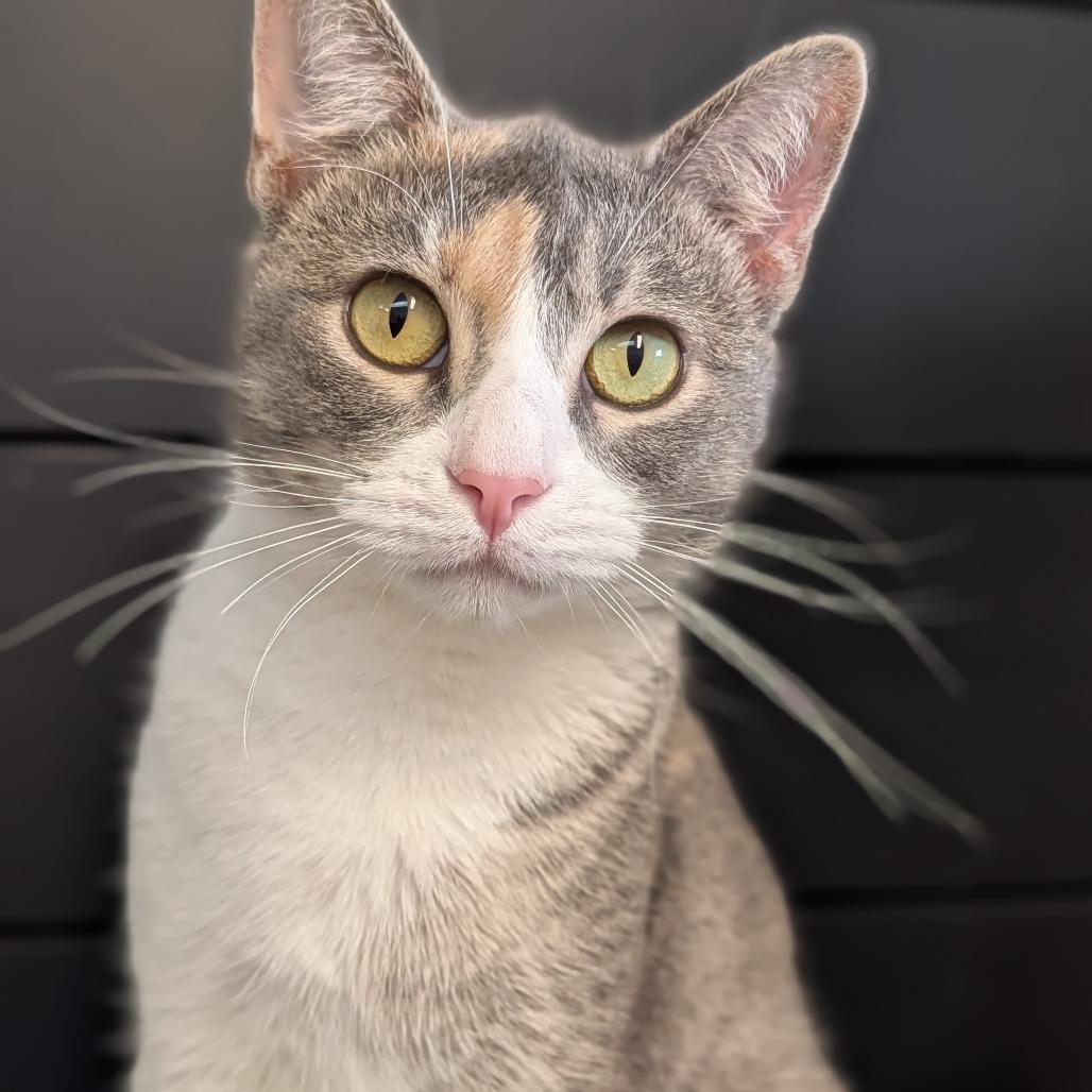 Enlarge Chanterelle, a Adoptable Domestic Short Hair in Jasper, IN image 4/5
