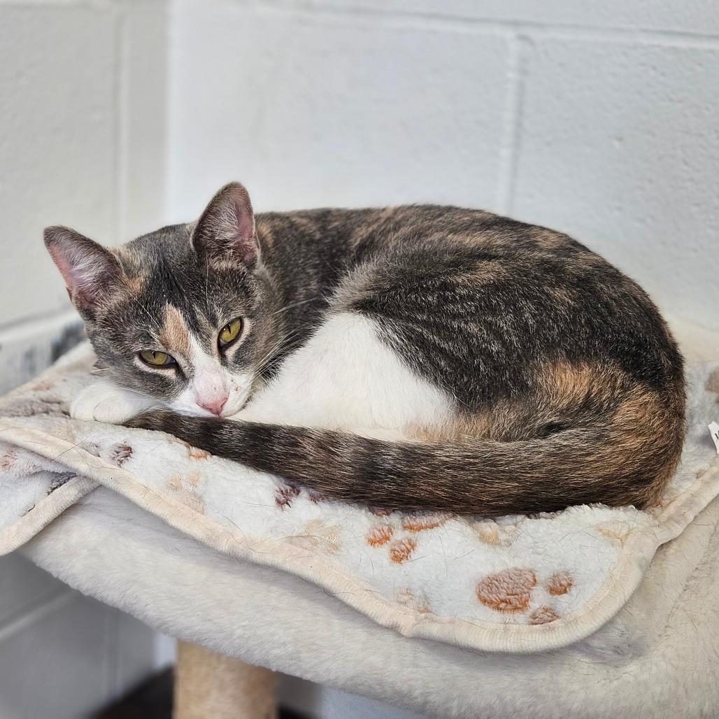 Enlarge Chanterelle, a Adoptable Domestic Short Hair in Jasper, IN image 5/5