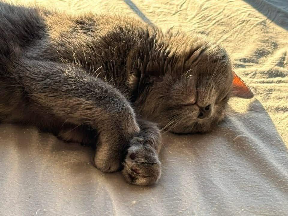 Enlarge Dodge, a Adoptable Domestic Short Hair in Arthur, ON image 6/6