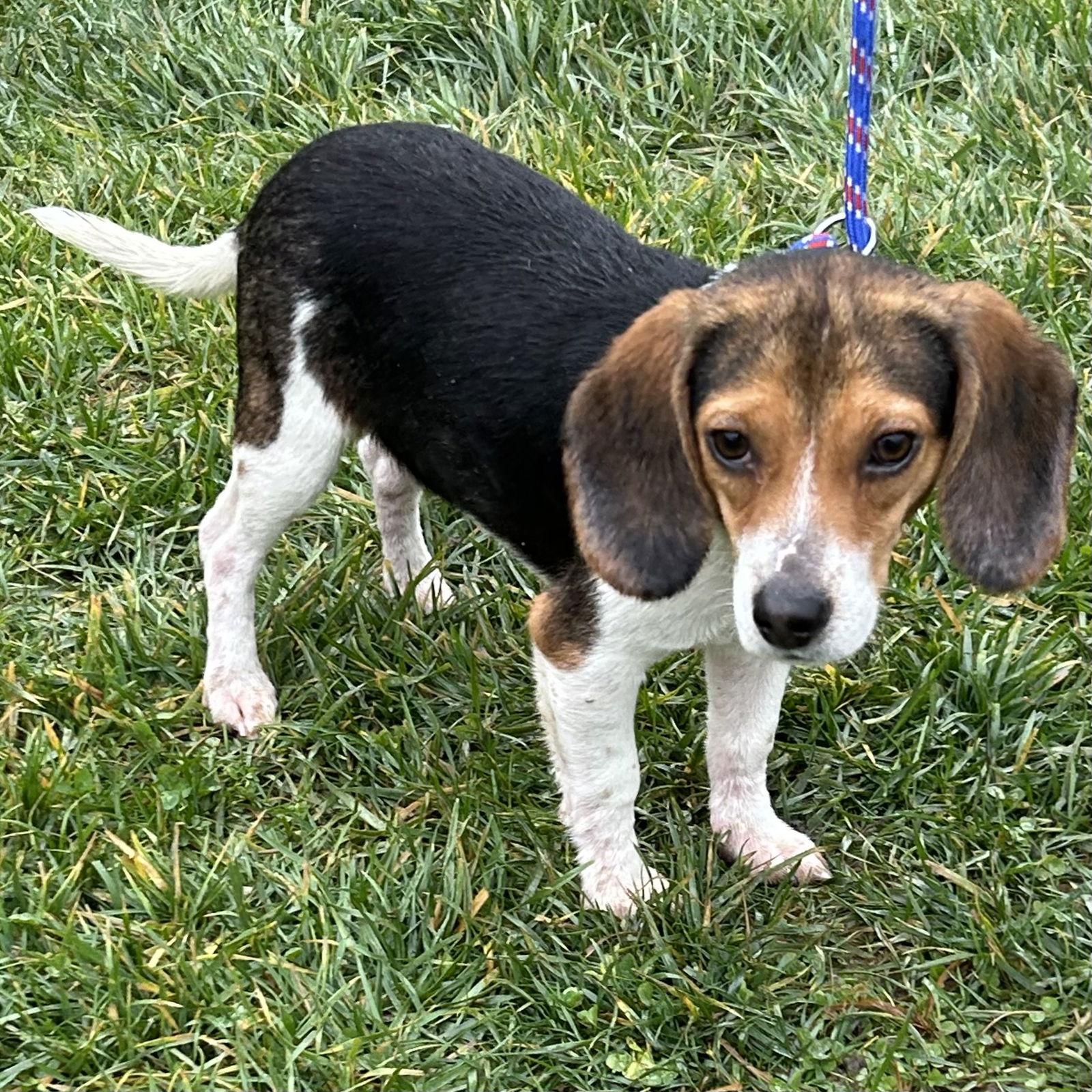 Mike - Monsters Inc puppies, Adoptable, Puppy Male Beagle.