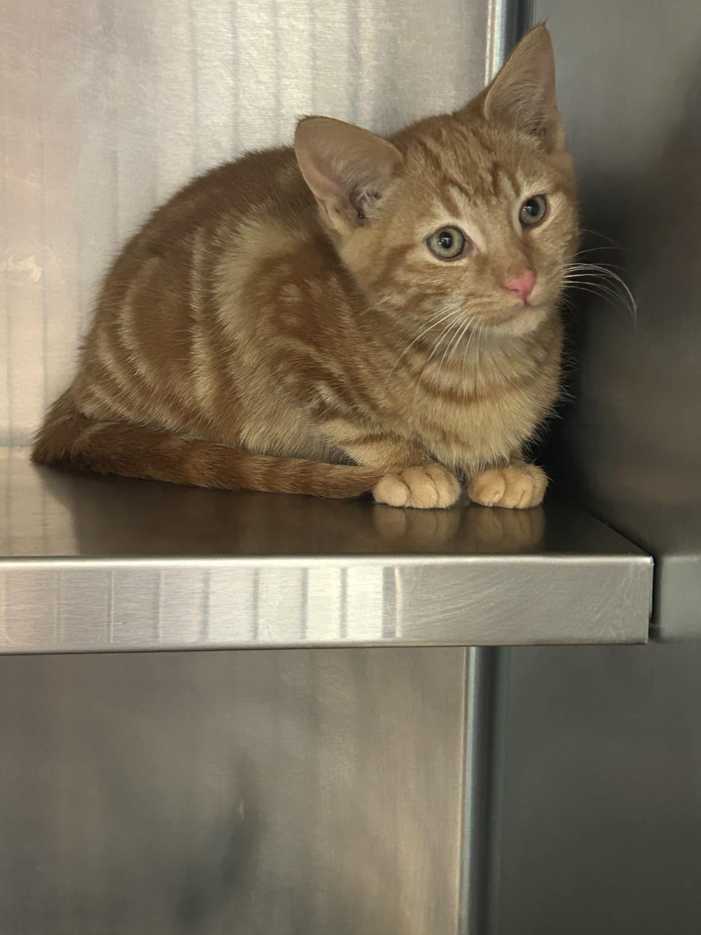 Enlarge Cider, an adopted Domestic Short Hair in Germanton, NC image 1/1