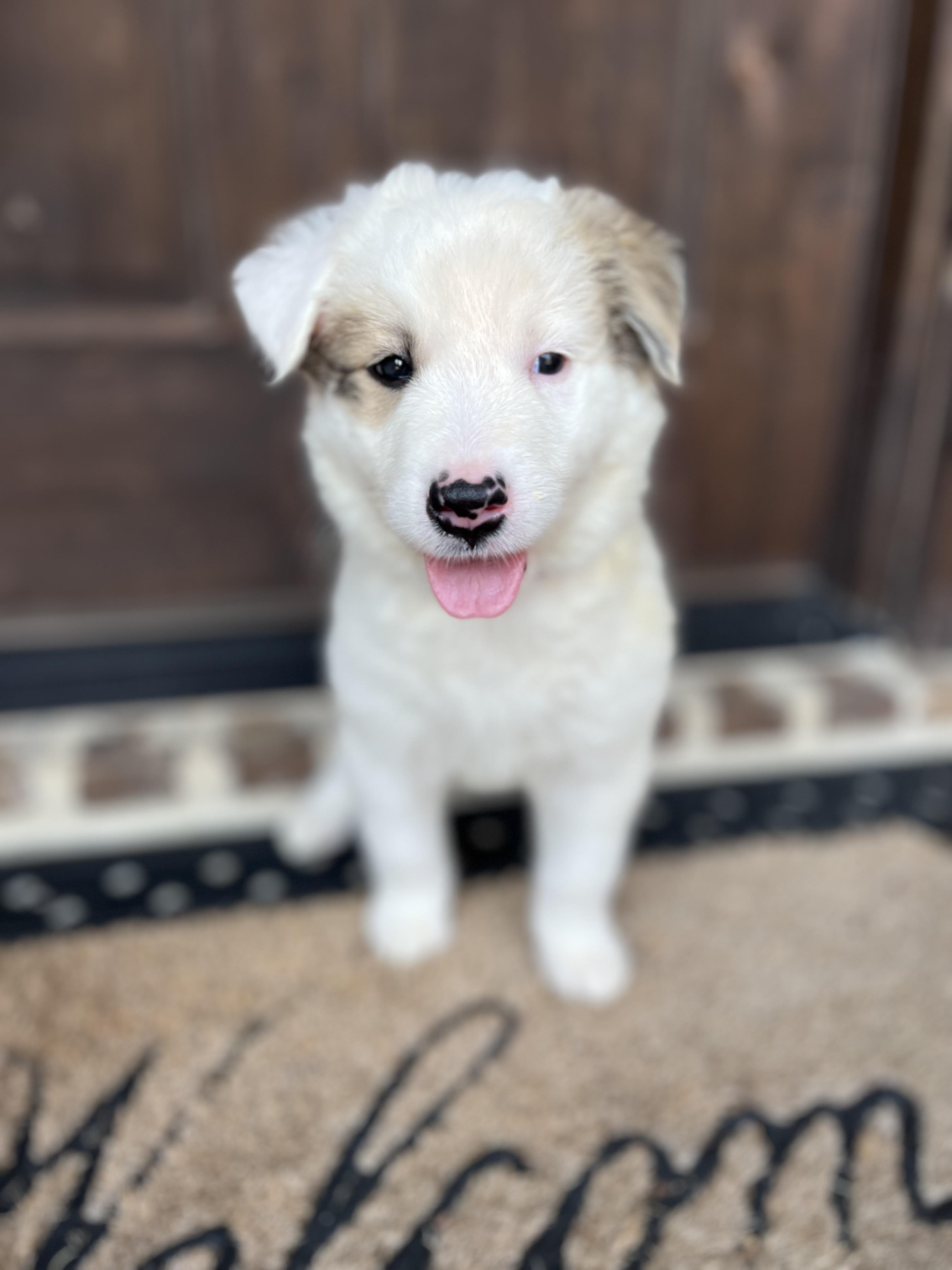Alpine (Great North Litter)