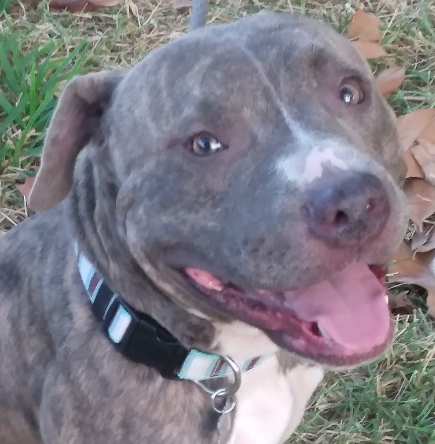 Alphonso - a hell of a pup! (NH-1700578), Adoptable, Young Male Catahoula Leopard Dog & American Staffordshire Terrier.