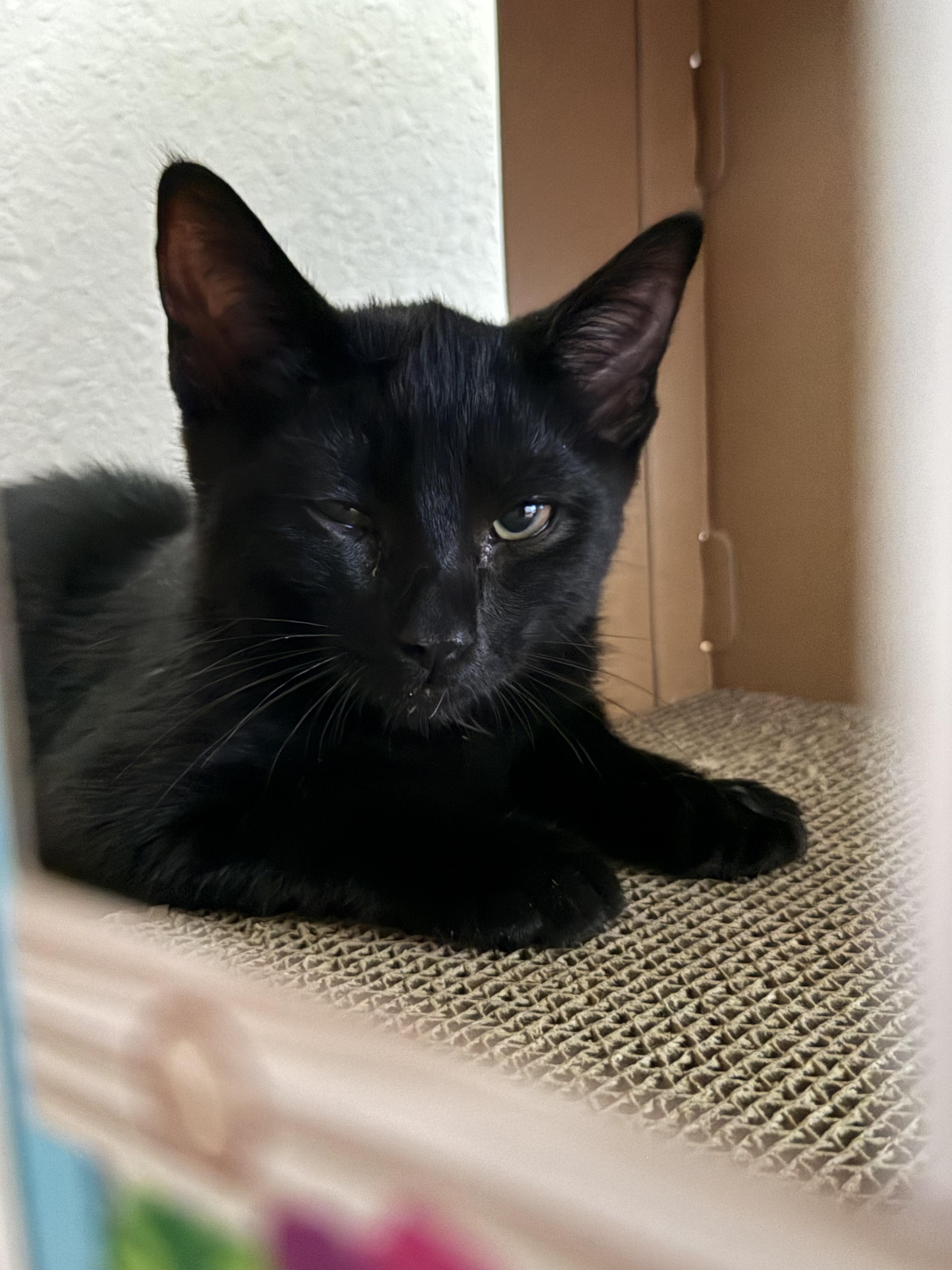 Valentine, Adoptable, Young Male Domestic Short Hair.