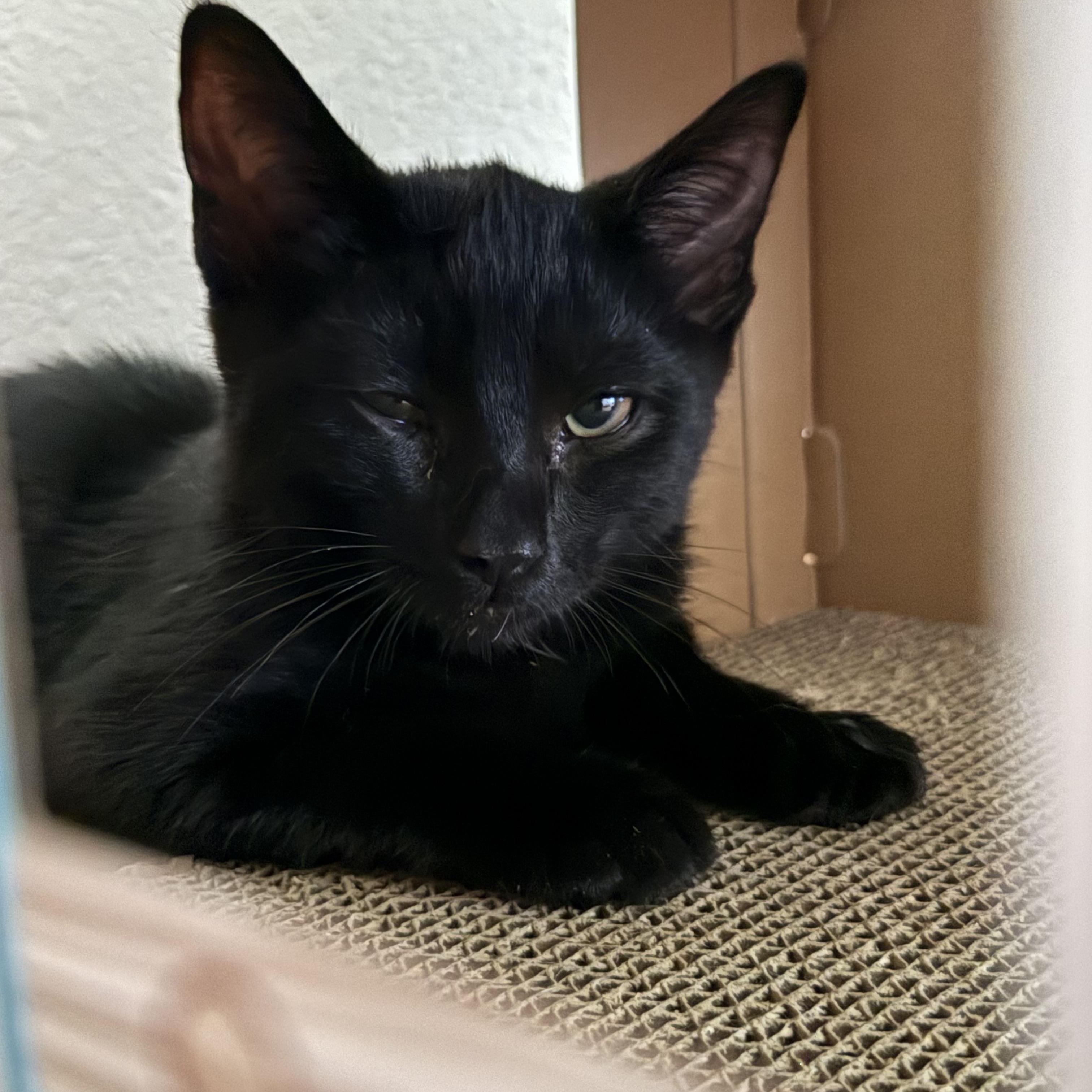 Enlarge Valentine, a Adoptable Domestic Short Hair in Whitewater, WI image 1/3