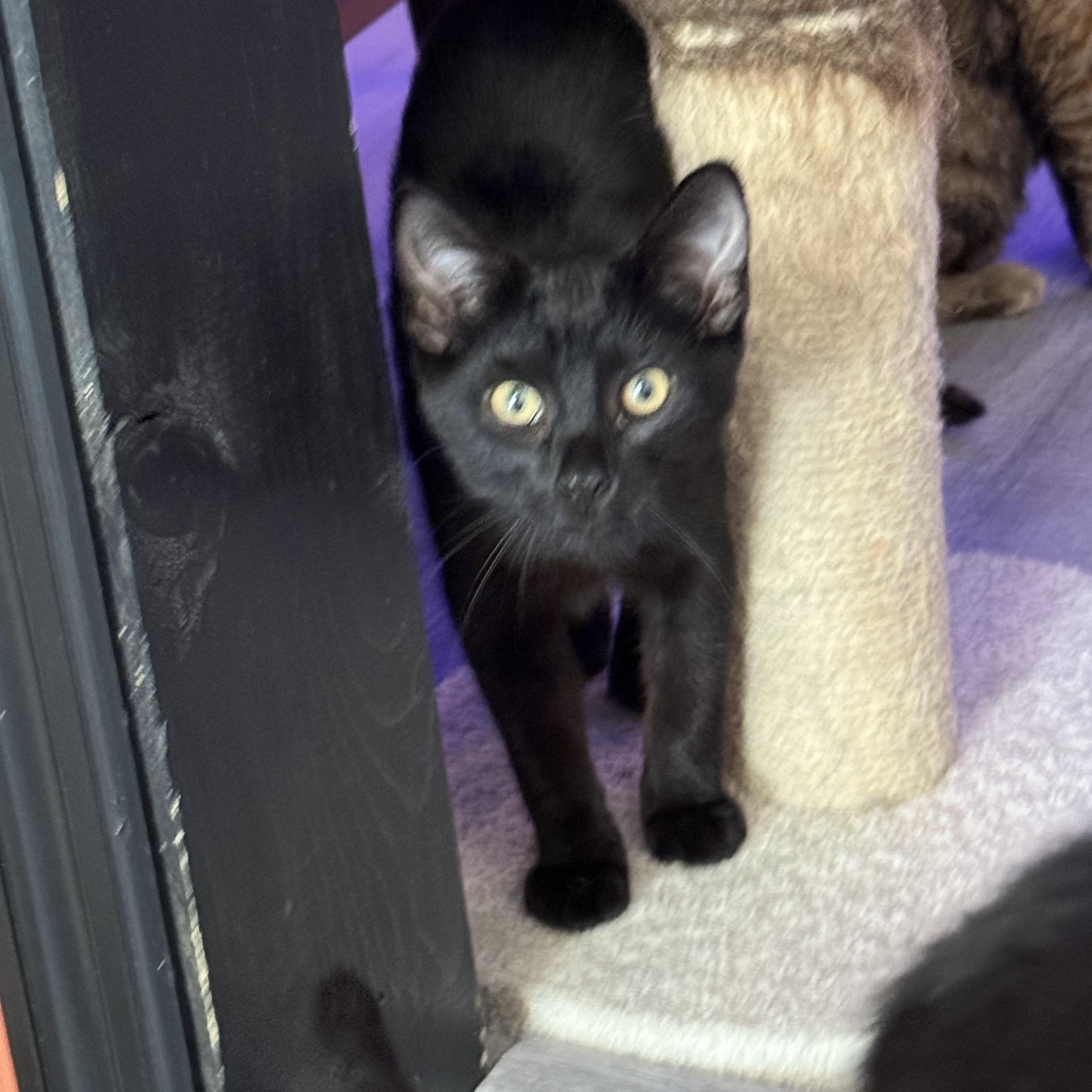 Enlarge Valentine, a Adoptable Domestic Short Hair in Whitewater, WI image 2/3