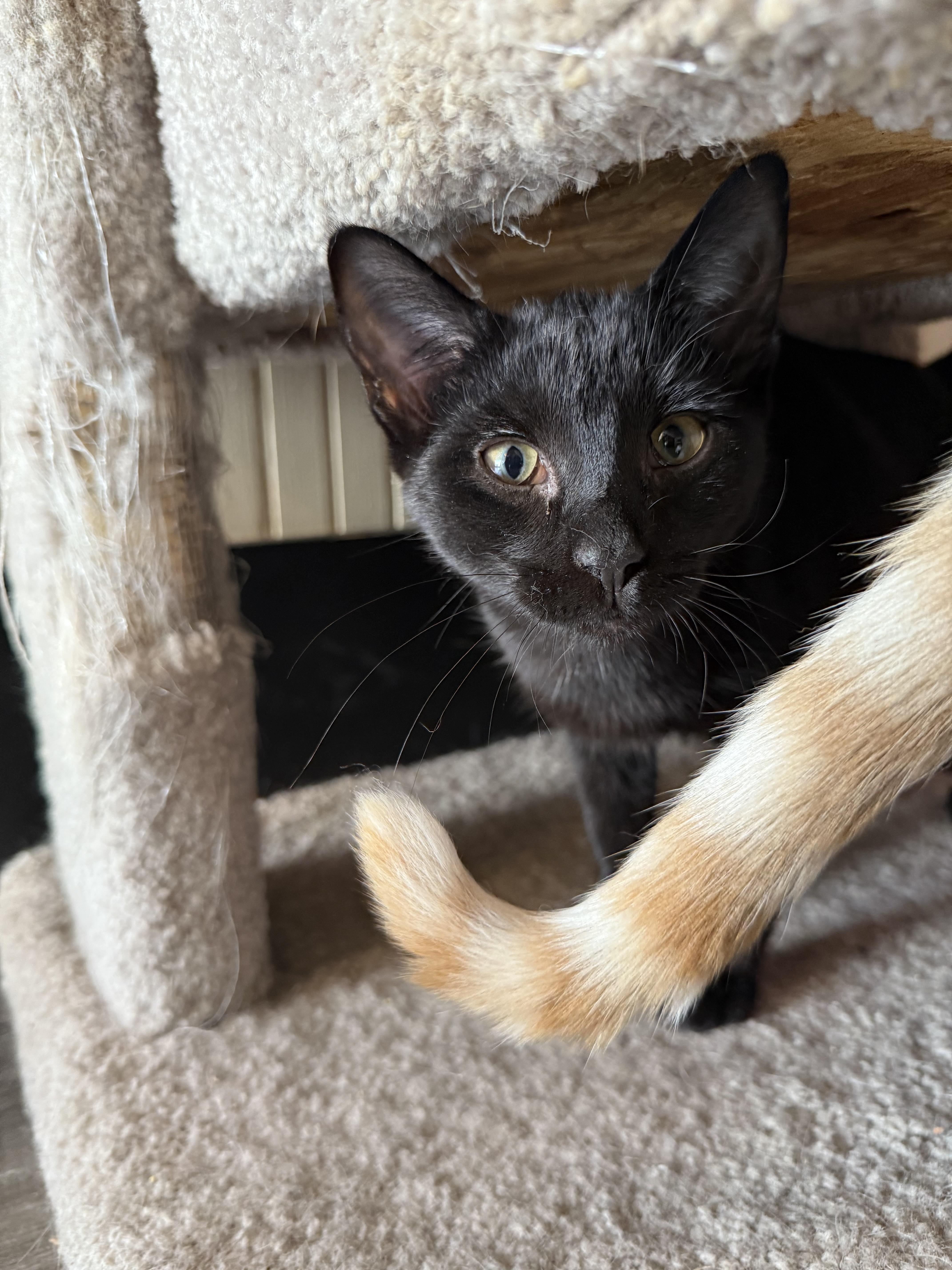 Valentine, a Adoptable Domestic Short Hair in Whitewater, WI image 3/6
