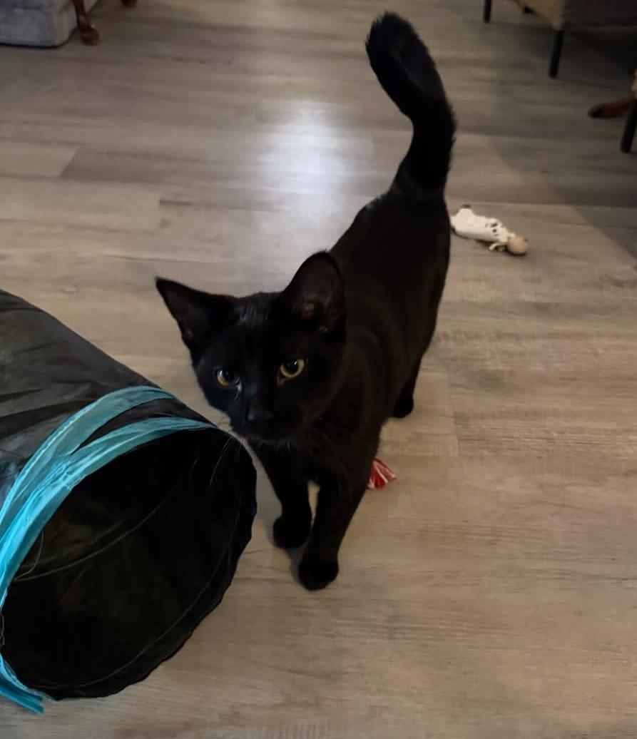 Enlarge Valentine, a Adoptable Domestic Short Hair in Whitewater, WI image 4/4