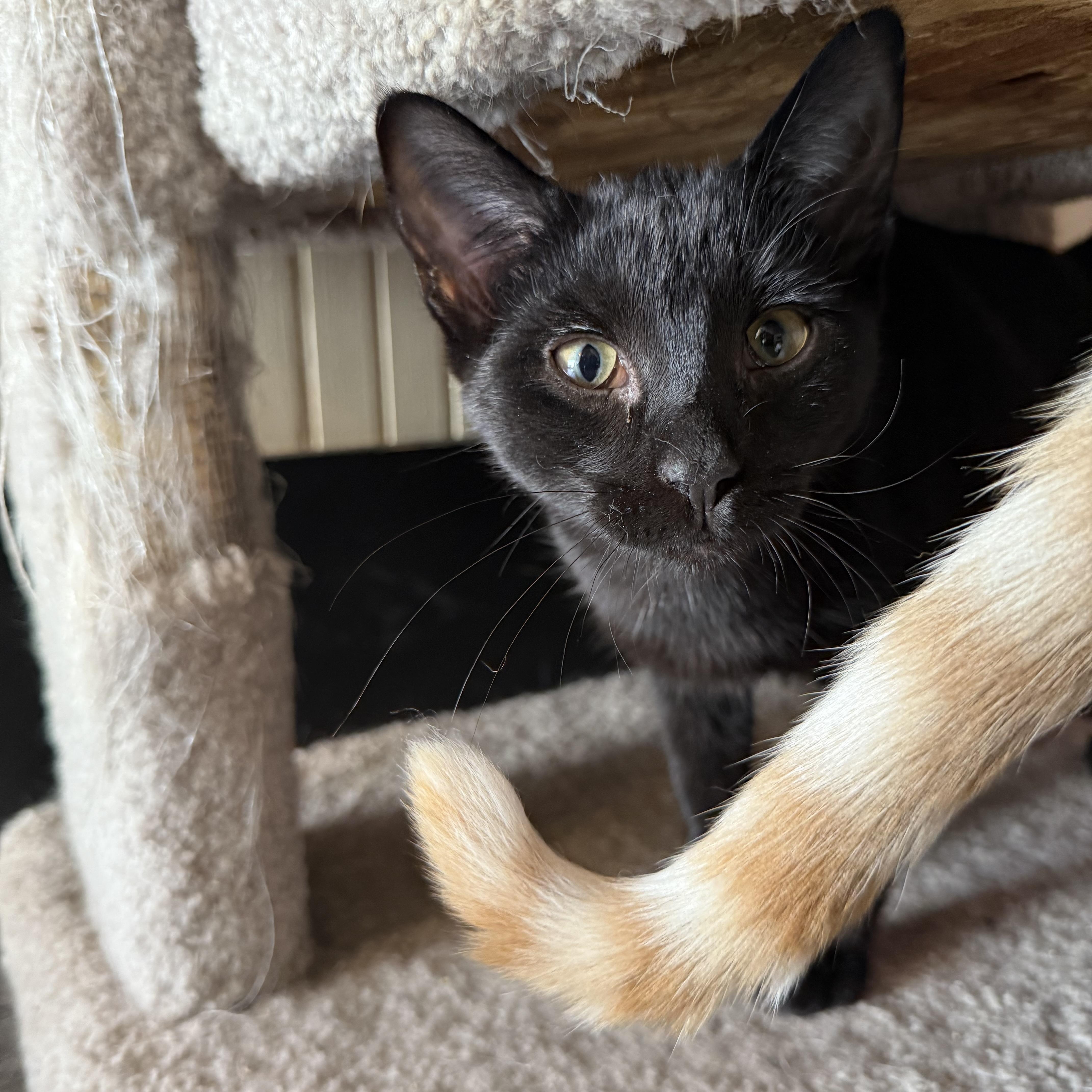 Enlarge Valentine, a Adoptable Domestic Short Hair in Whitewater, WI image 3/3