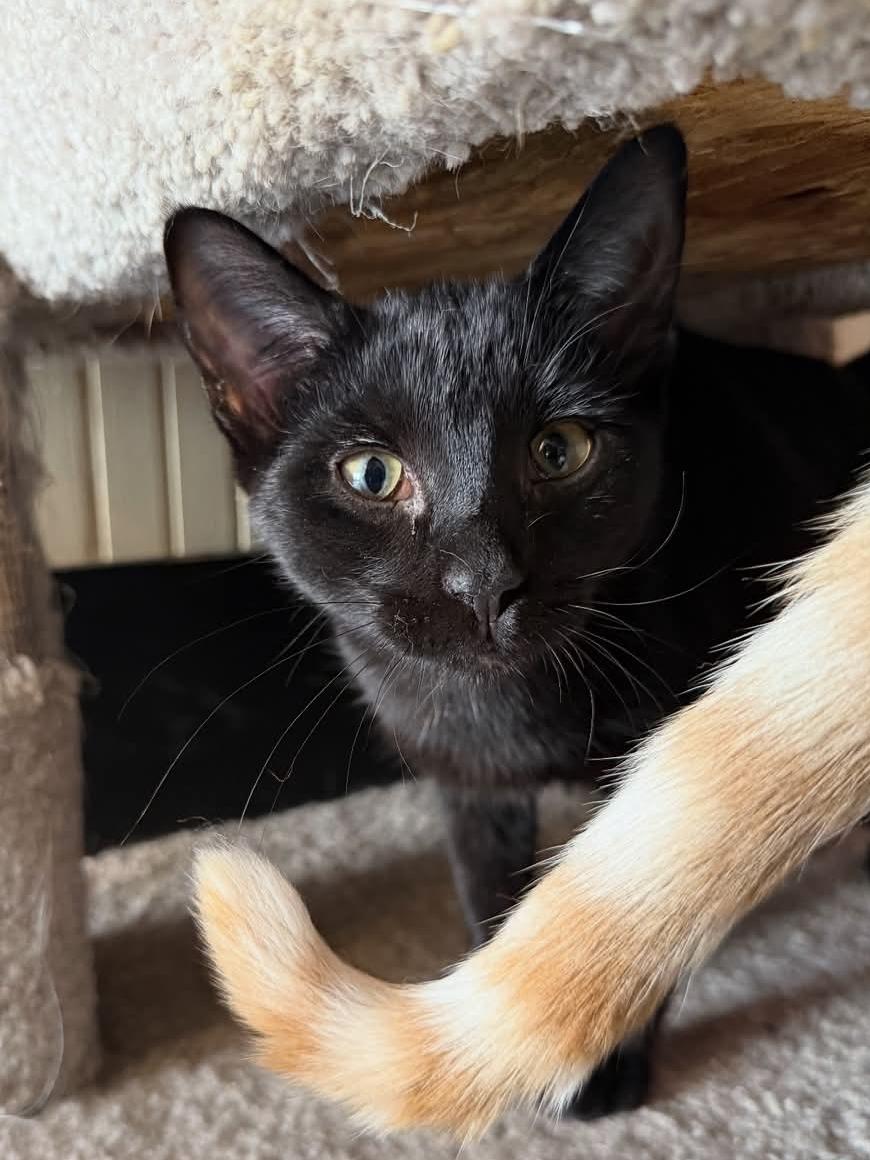 Enlarge Valentine, a Adoptable Domestic Short Hair in Whitewater, WI image 2/4