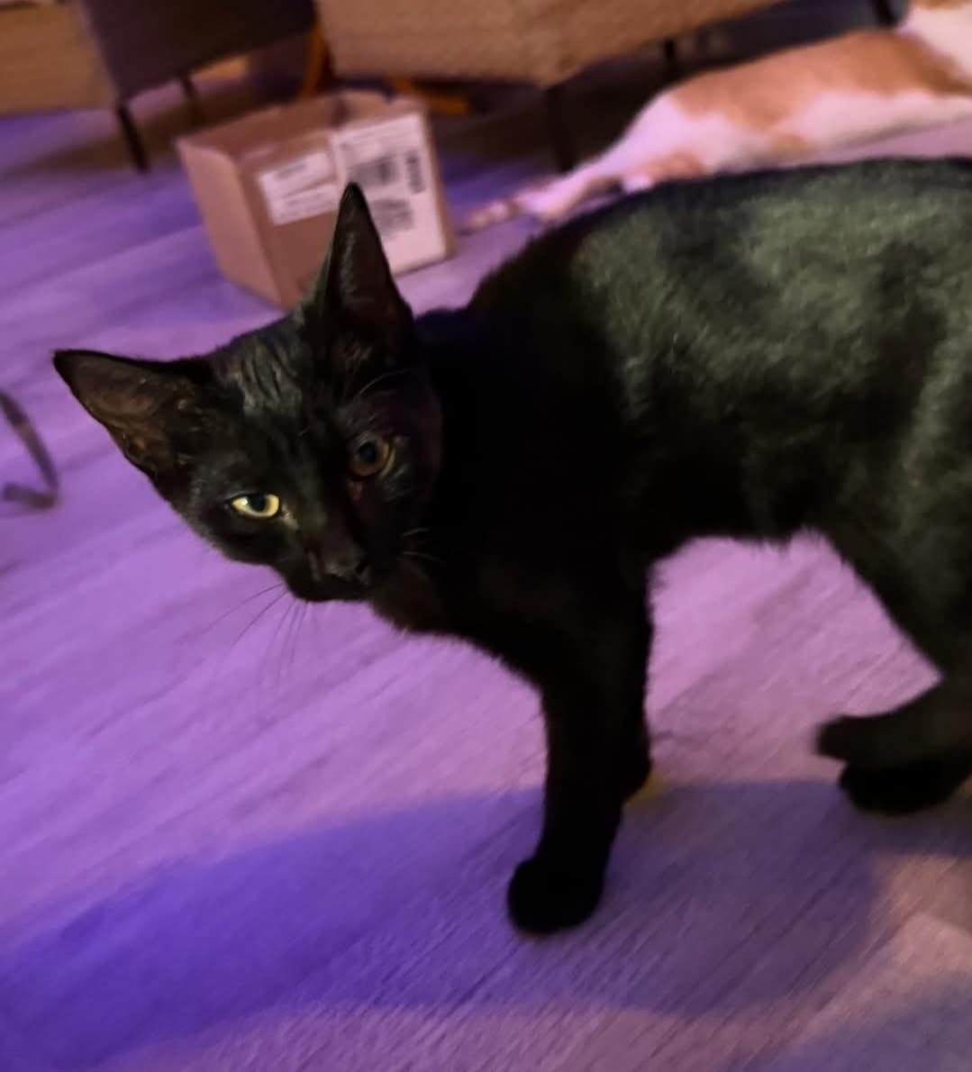 Enlarge Valentine, a Adoptable Domestic Short Hair in Whitewater, WI image 3/4