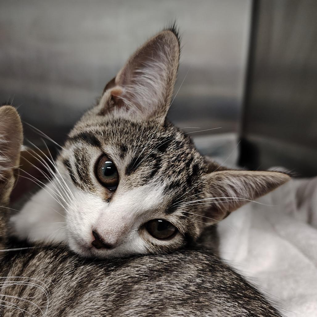 Dawn, Adoptable, Kitten Female Domestic Short Hair.