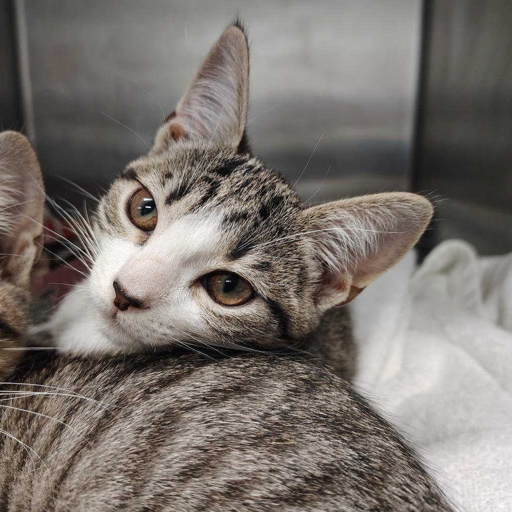 Enlarge Dawn, a Adoptable Domestic Short Hair in Morristown, NJ image 2/2