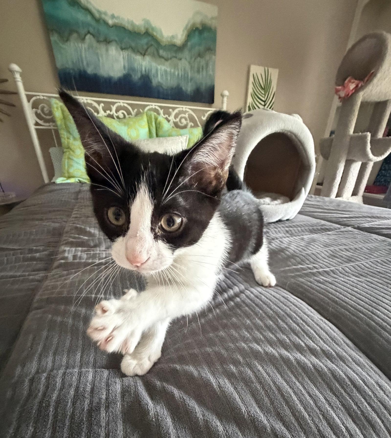 Meeko, Adopted, Kitten Male Tuxedo & Domestic Short Hair.
