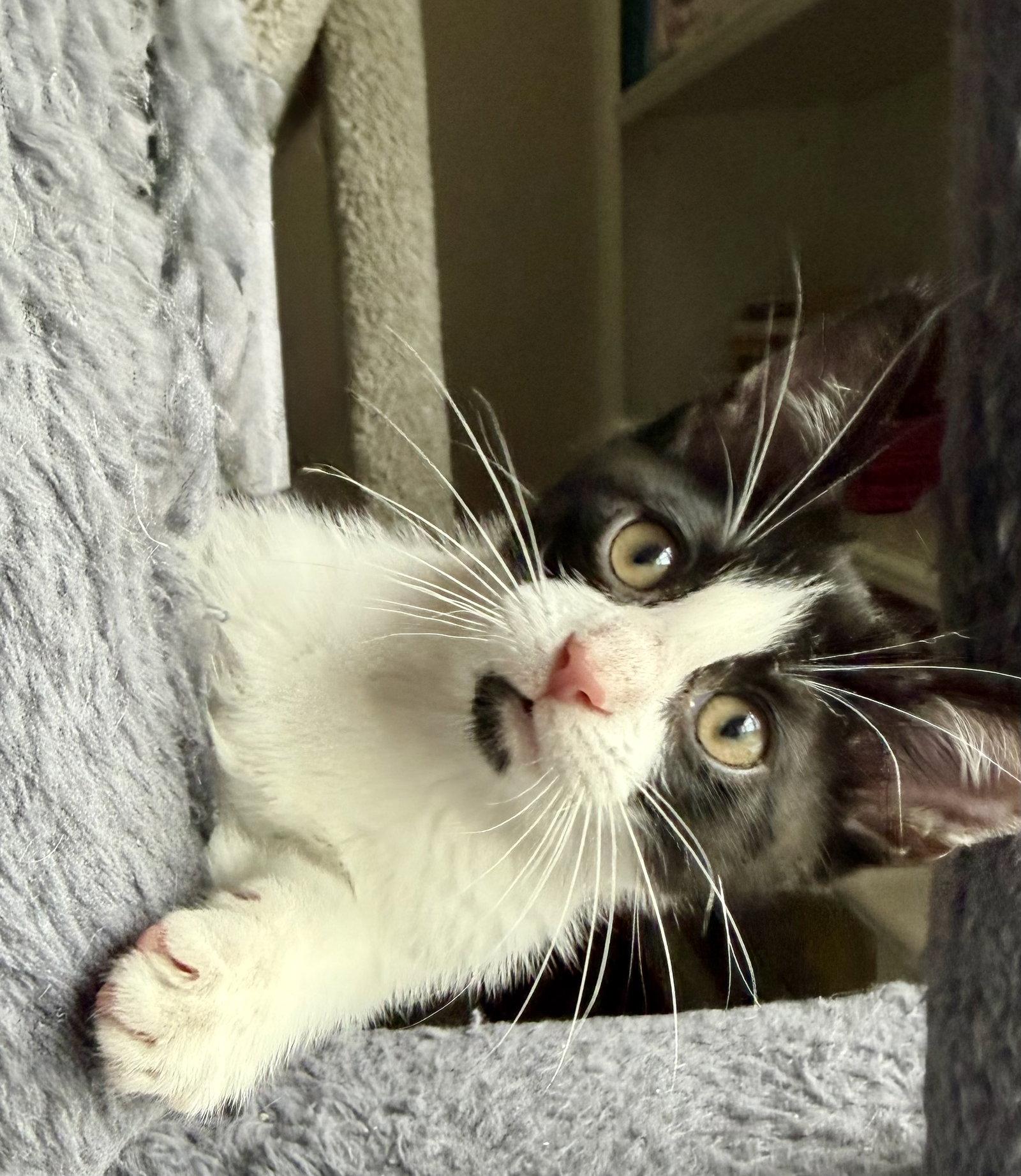 Meeko, a Adopted mixed breed in Georgetown, KY image 2/3