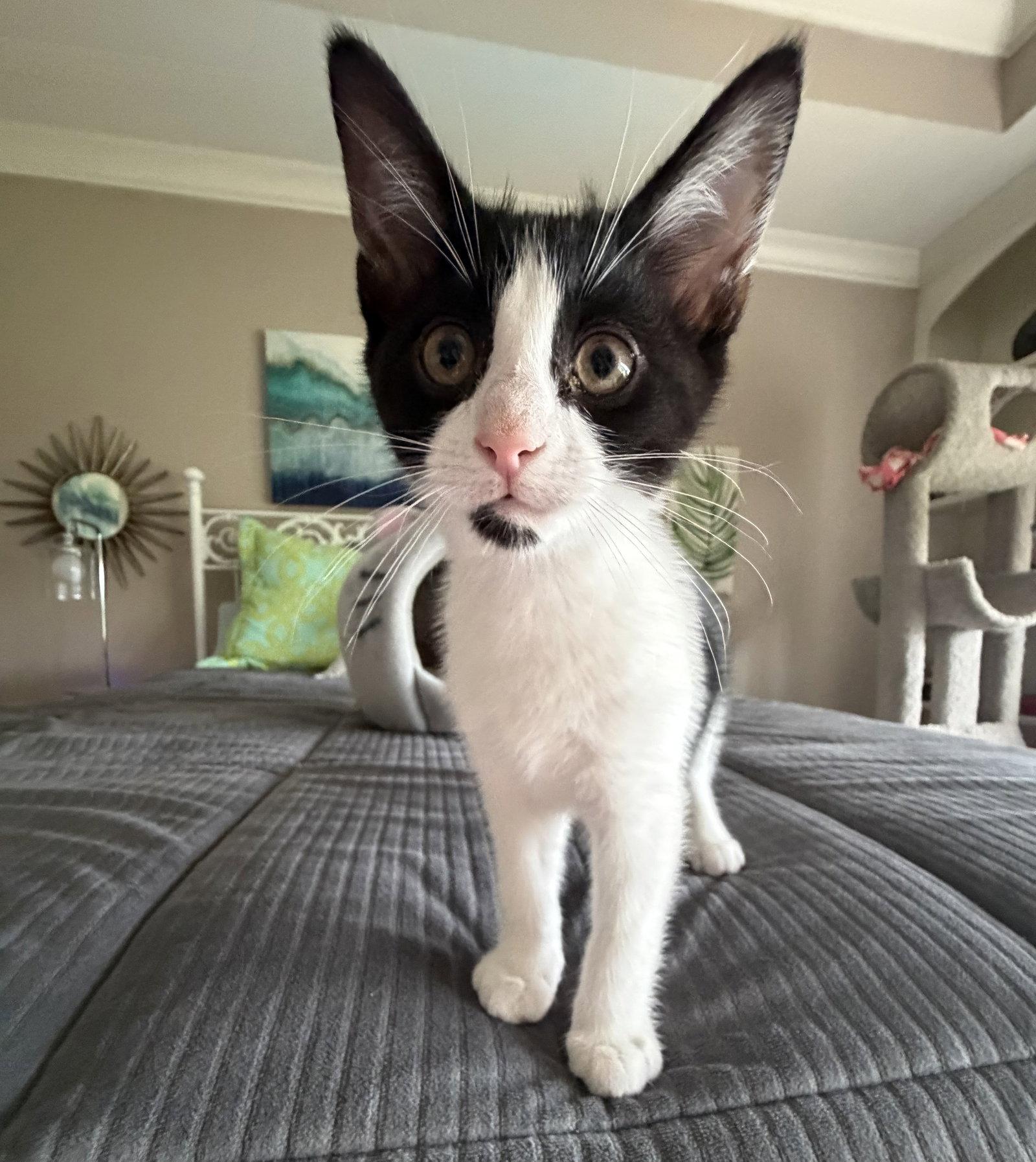 Meeko, a Adopted mixed breed in Georgetown, KY image 3/3
