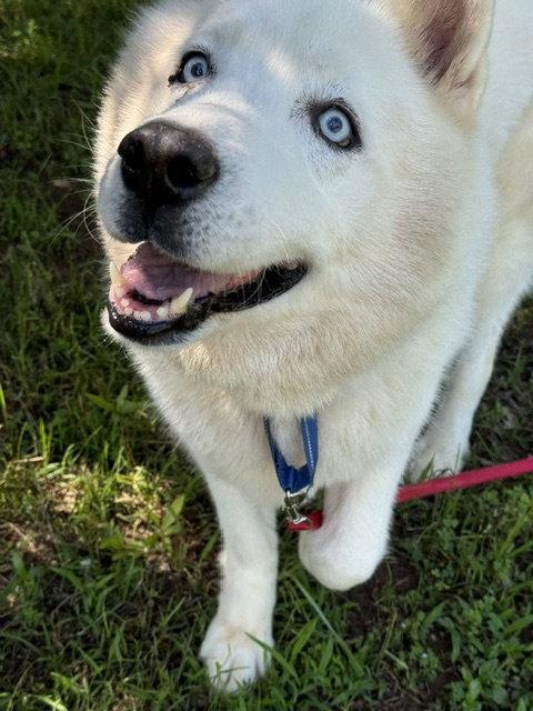 Nova, Adoptable, Senior Male Siberian Husky.