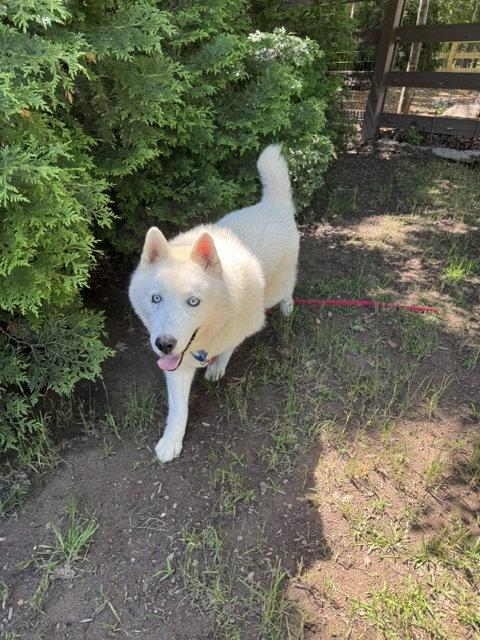Nova, a Adoptable Siberian Husky in Cumming, GA image 2/3