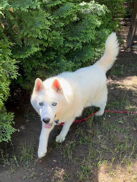 Nova, a Adoptable Siberian Husky in Cumming, GA image 3/3