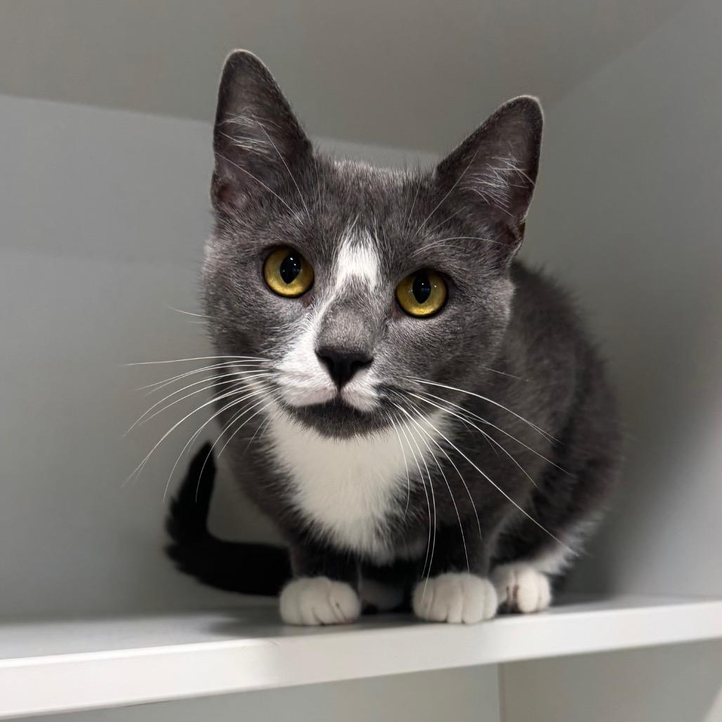 Venus, Adoptable, Young Female Domestic Short Hair.