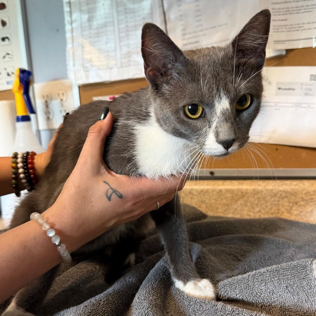 Enlarge Venus, a Adoptable Domestic Short Hair in Easton, PA image 2/4