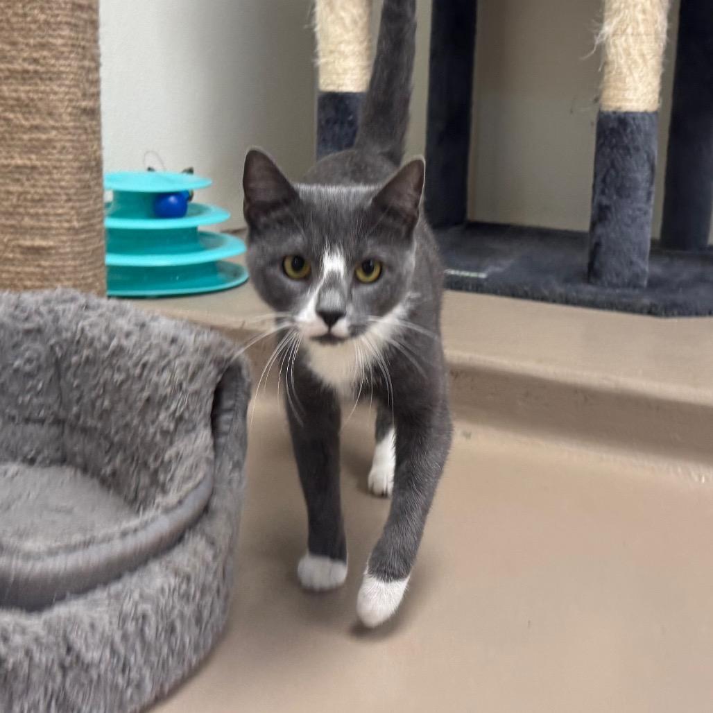 Enlarge Venus, a Adoptable Domestic Short Hair in Easton, PA image 3/4