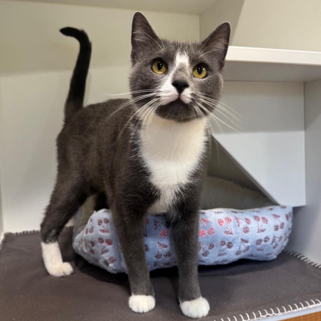 Enlarge Venus, a Adoptable Domestic Short Hair in Easton, PA image 4/4