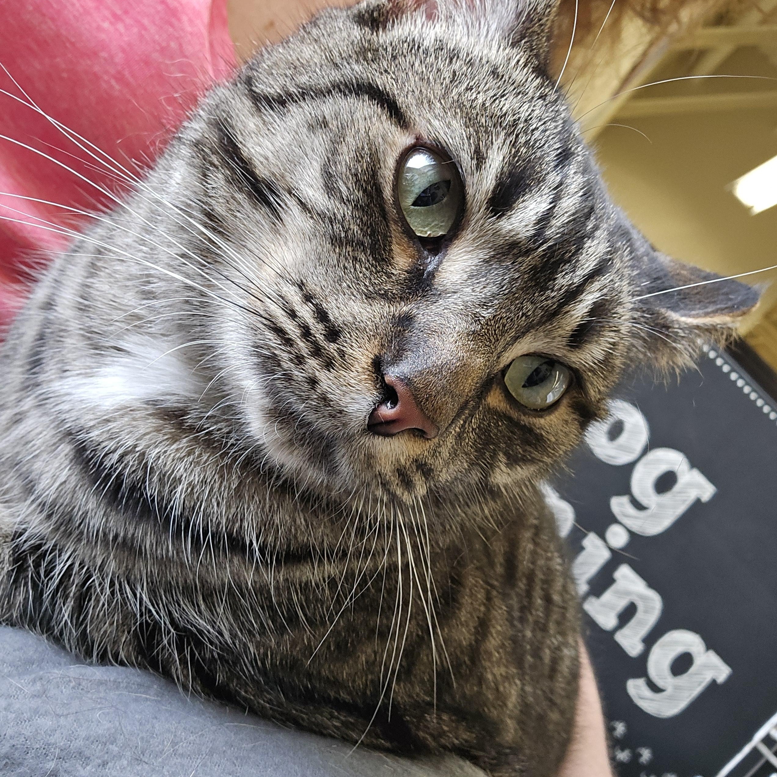 Salvador, a Adoptable Domestic Short Hair in Nottingham, MD image 2/5