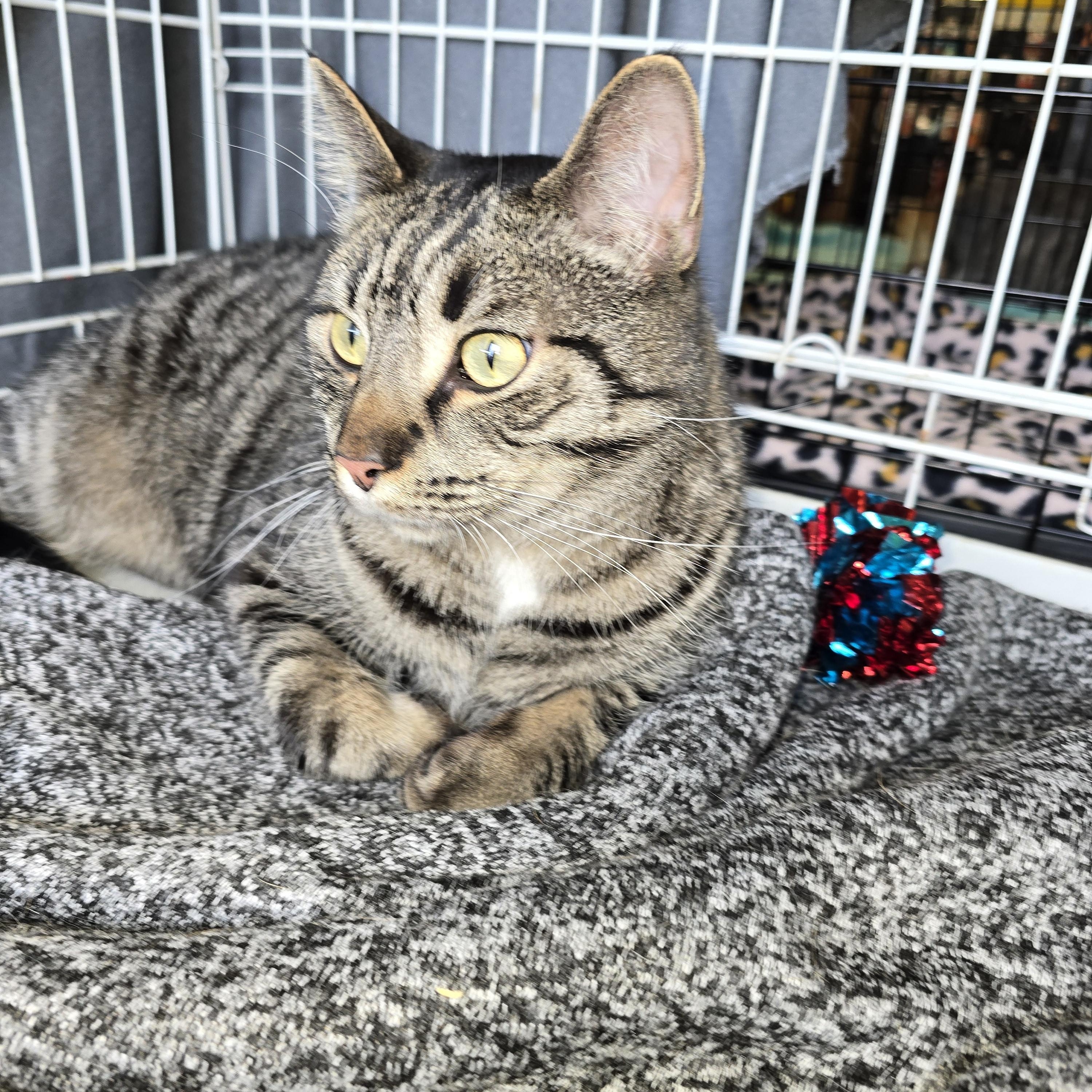 Salvador, a Adoptable Domestic Short Hair in Nottingham, MD image 3/5