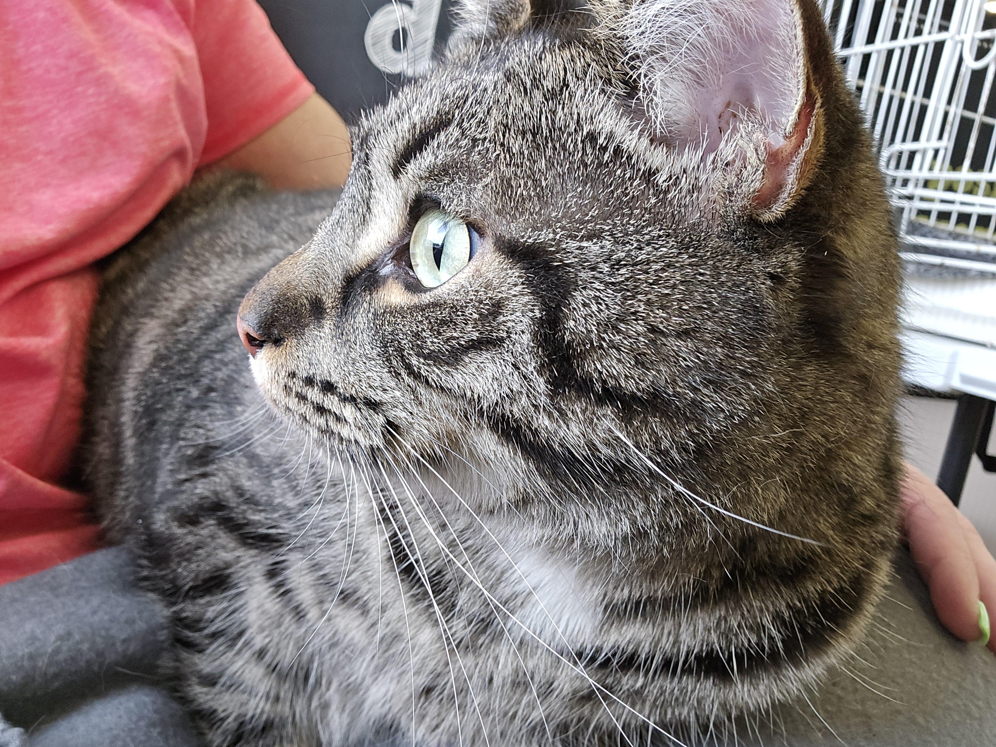 Salvador, a Adoptable Domestic Short Hair in Nottingham, MD image 4/5