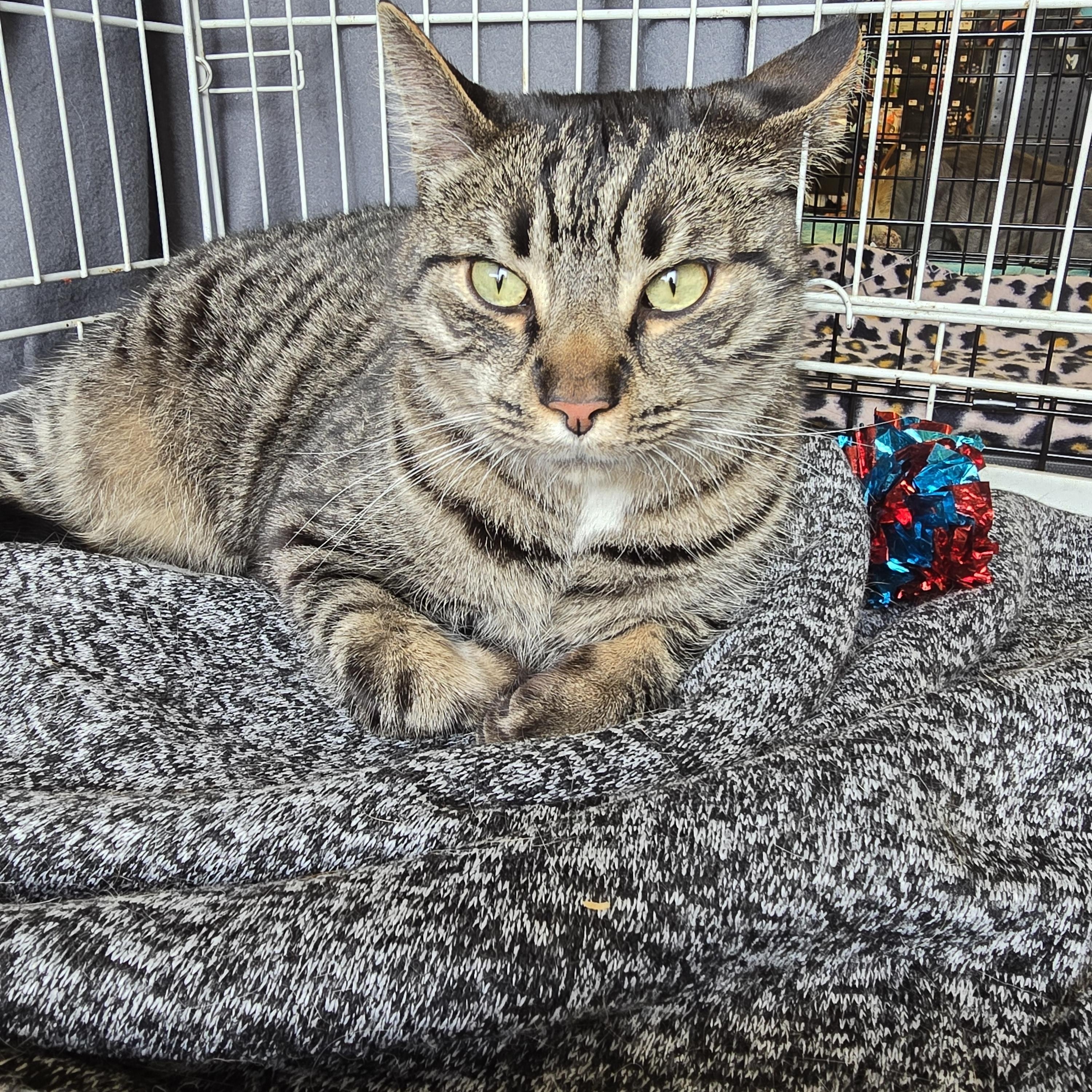 Salvador, Adoptable, Adult Male Domestic Short Hair.