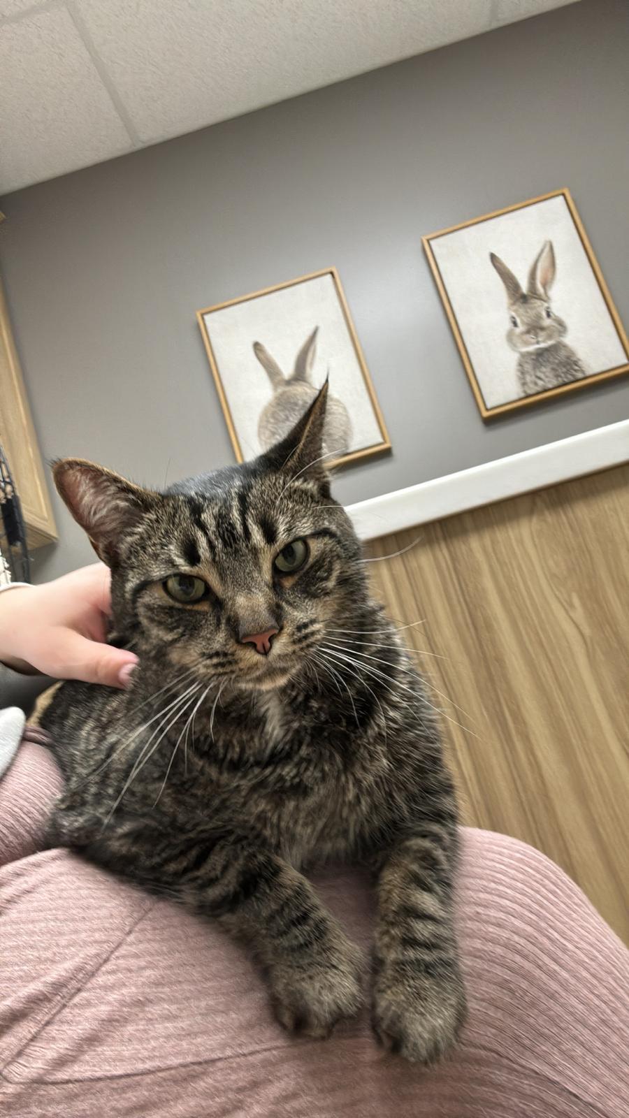 Salvador, a Adoptable Domestic Short Hair in Nottingham, MD image 5/5