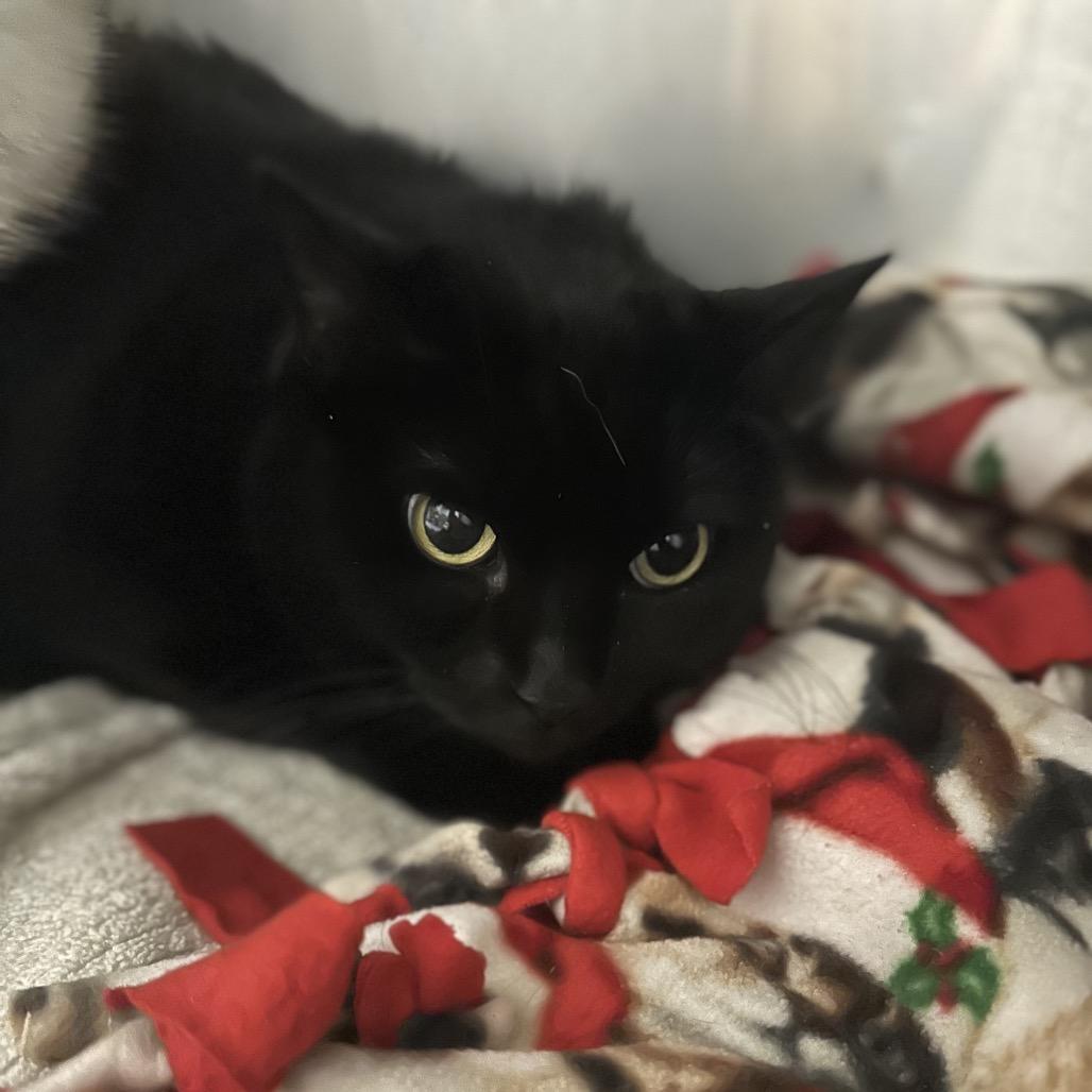 Marilyn, a Adoptable Domestic Short Hair in Morgan Hill, CA image 1/2