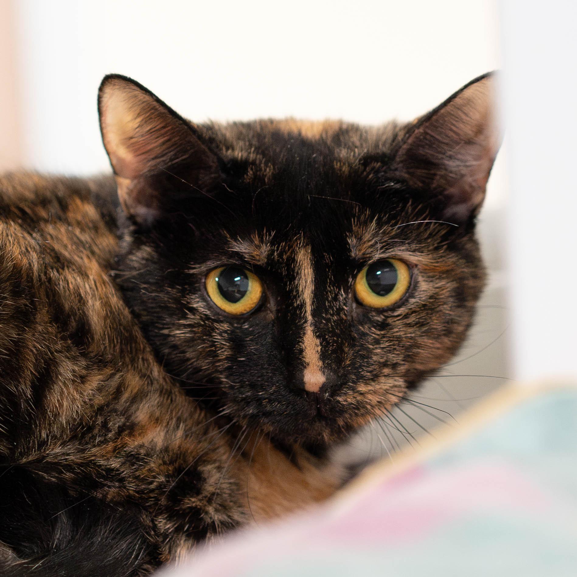 Passion Fruit photo 1